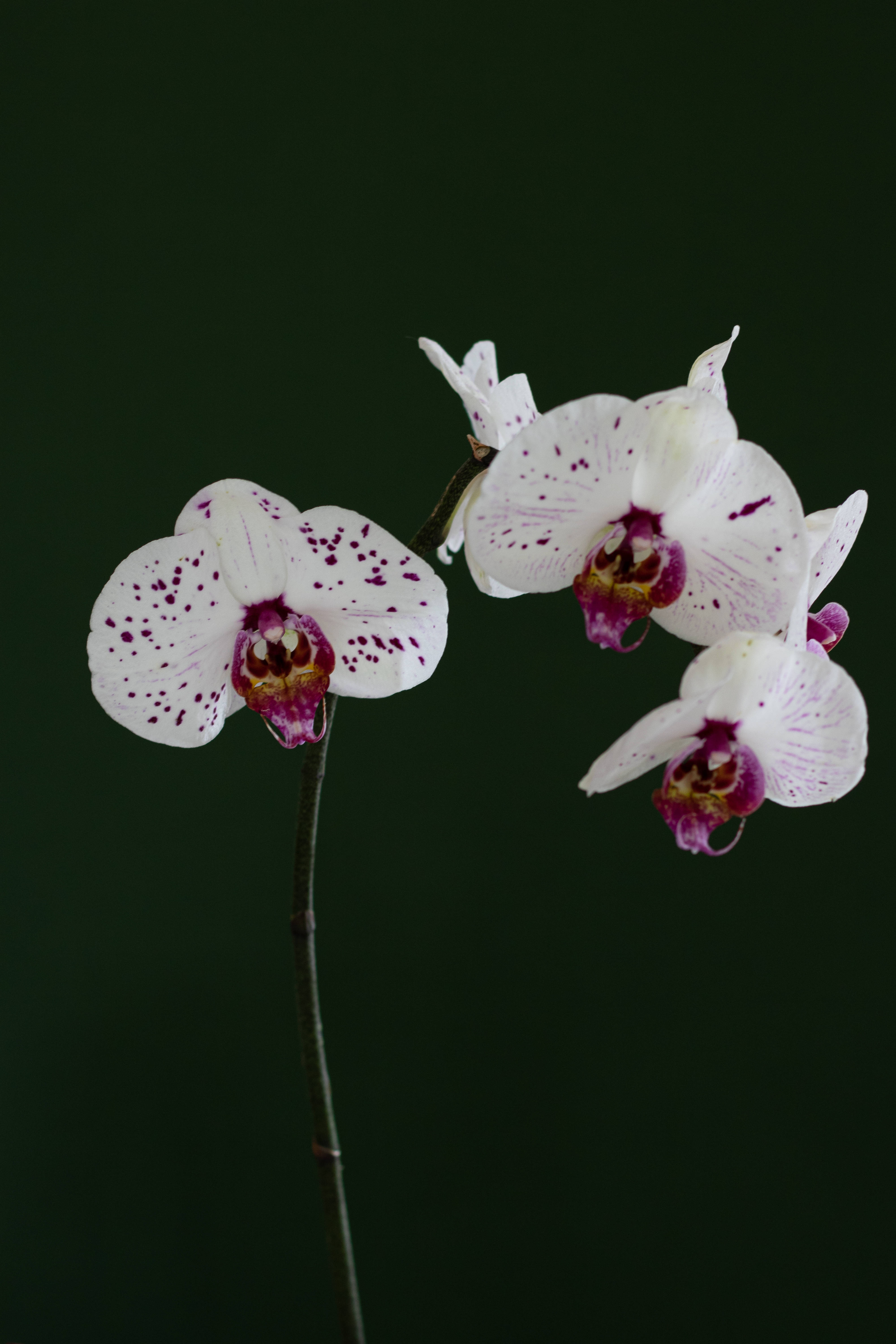 Orchids 桌布 壁紙 — 三朵帶有紫色斑點的白色蘭花在深綠色背景下優雅綻放。