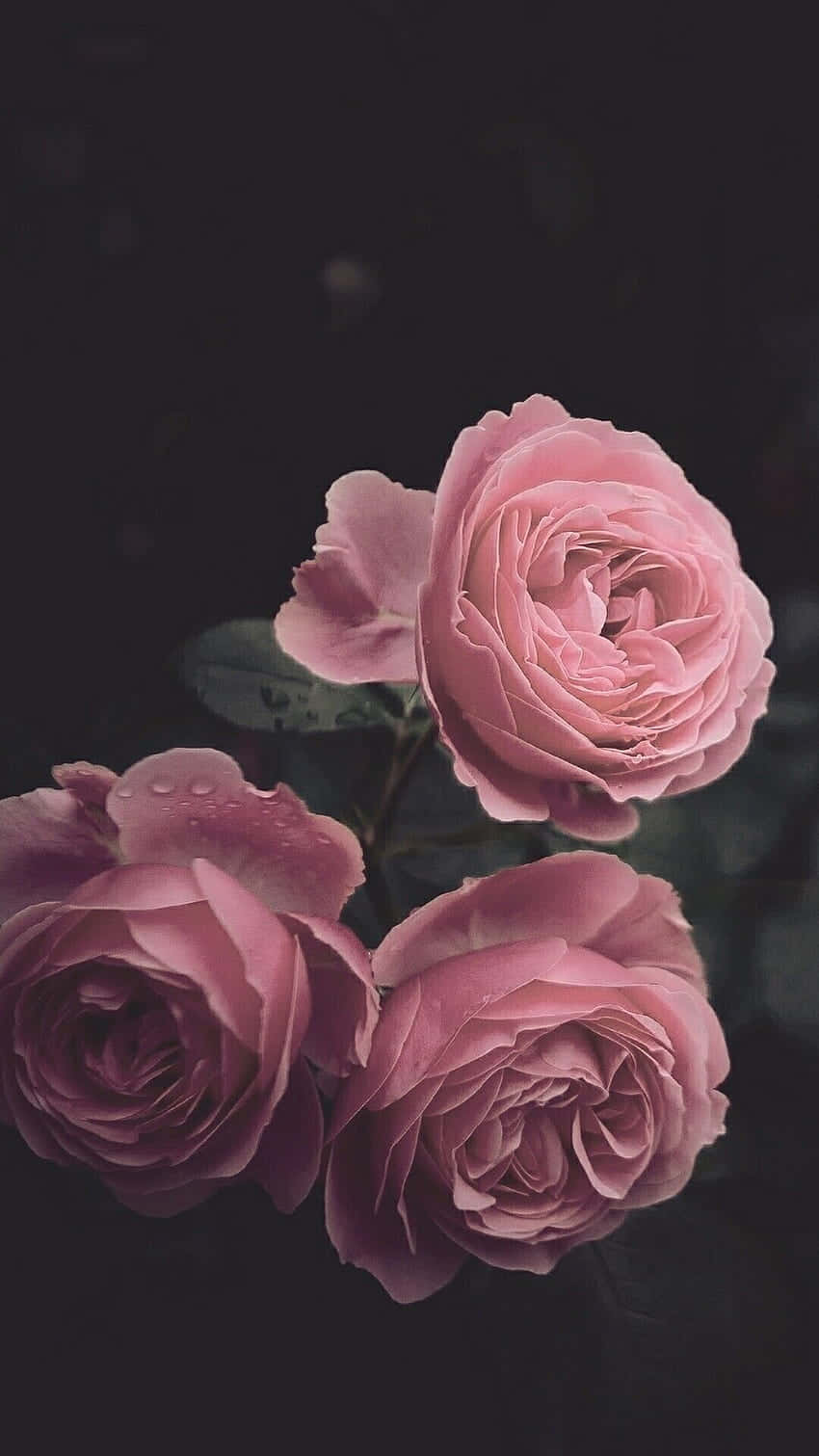 Dark Flower Aesthetic 桌布 壁紙 — 三朵帶有露珠的精緻粉紅玫瑰在陰暗的背景中柔和綻放。