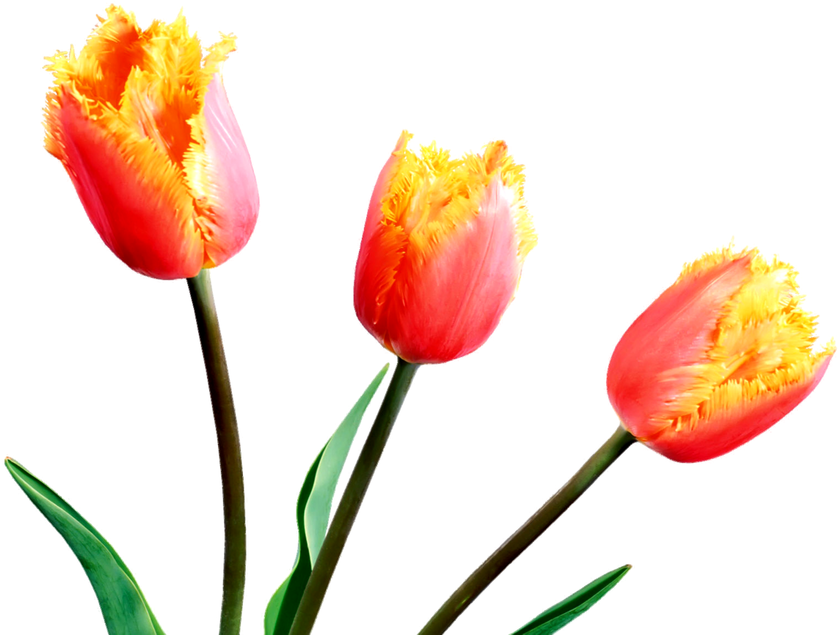 鬱金香 桌布 壁紙 — 三朵帶流蘇的鬱金香，粉紅色花瓣和黃色花心，在純黑色背景下盛開。