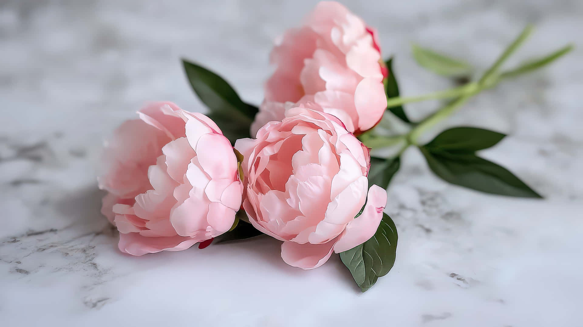 Elegant Pink Peonies on a White Marble Surface in Soft Light 壁紙 — 三朵柔軟的粉紅色牡丹花，擁有豐滿層疊的花瓣和深綠色葉子，安放在白色大理石表面上。