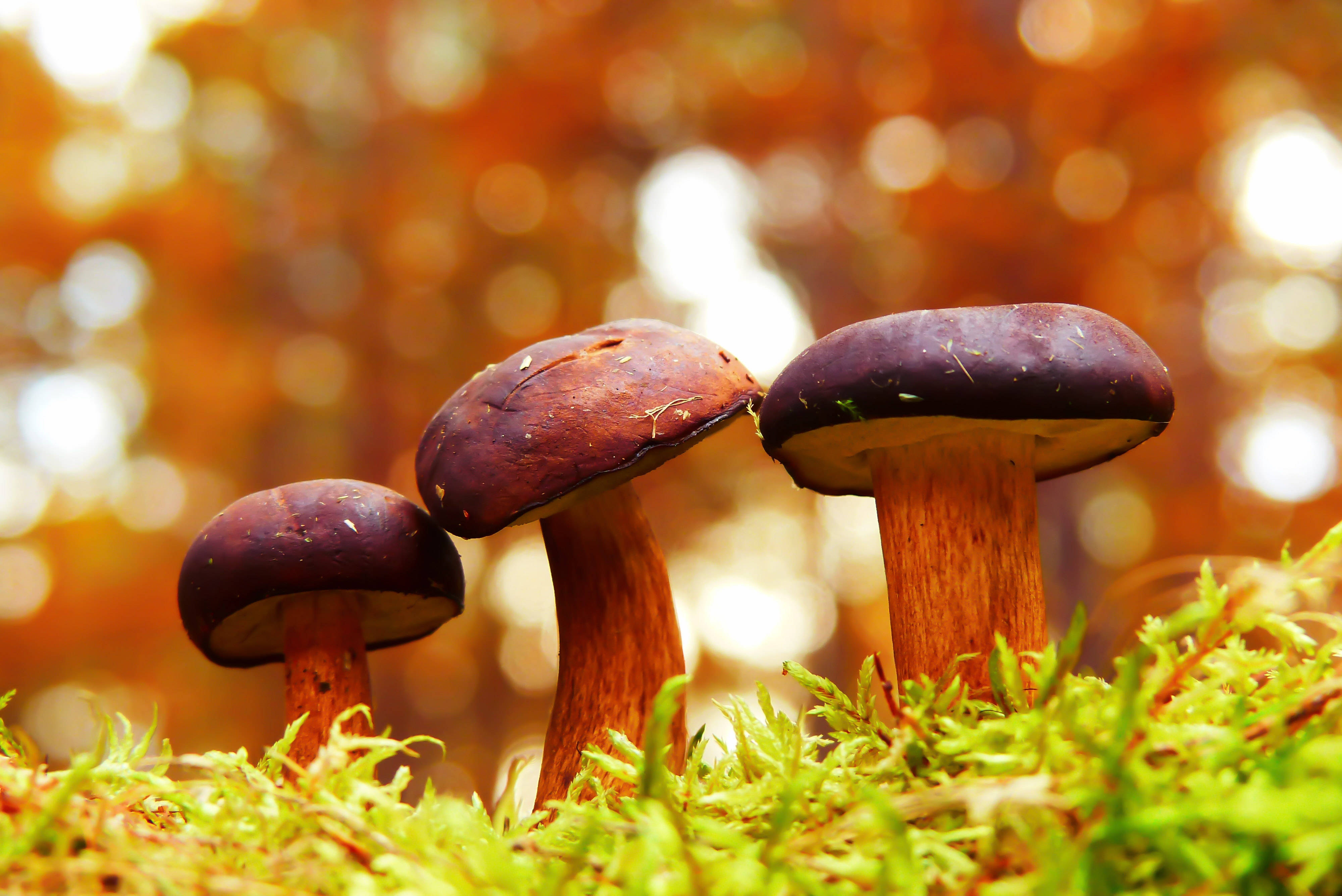 Mushroom 桌布 壁紙 — 三朵森林蘑菇，紫色菌蓋和棕色菌柄，從鮮綠色苔蘚中冒出，背景是溫暖的散景。