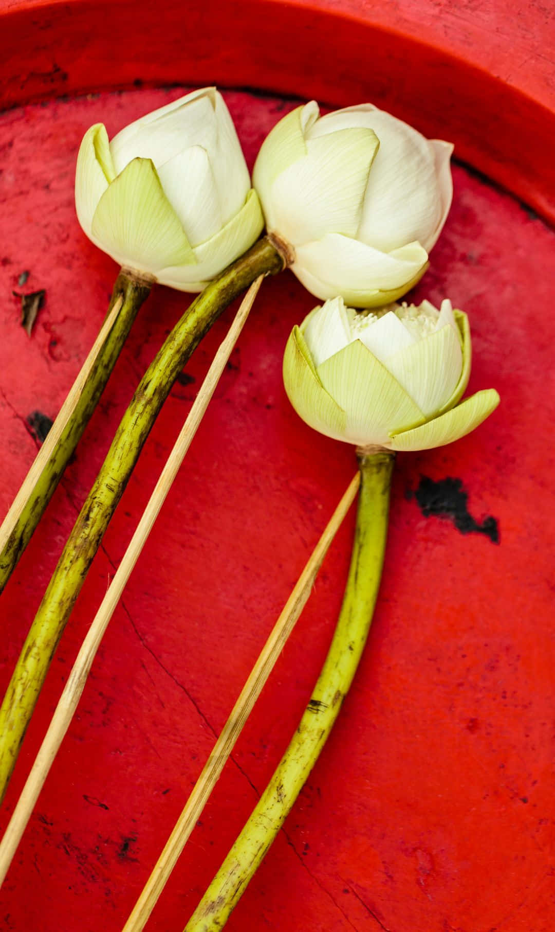 1080x1812 桌布 壁紙 — 三朵淡色蓮花蕾連綠色莖部，擱在一個經風化的紅色表面上，顯示出紋理和磨損。