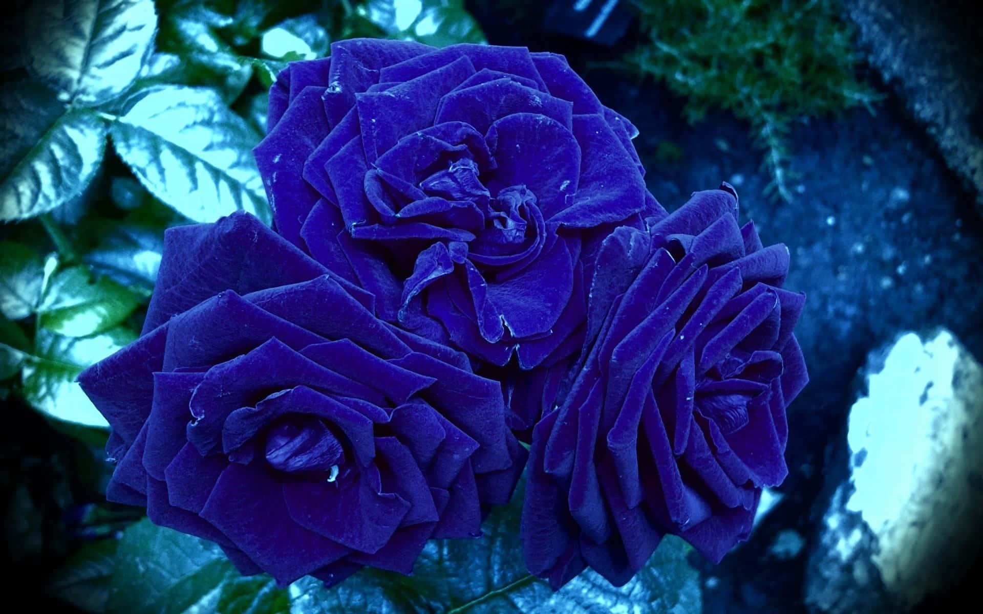 HD Roses 桌布 壁紙 — 三朵深紫色玫瑰帶有露珠，在冷藍光下閃耀，襯托著深綠色葉子。