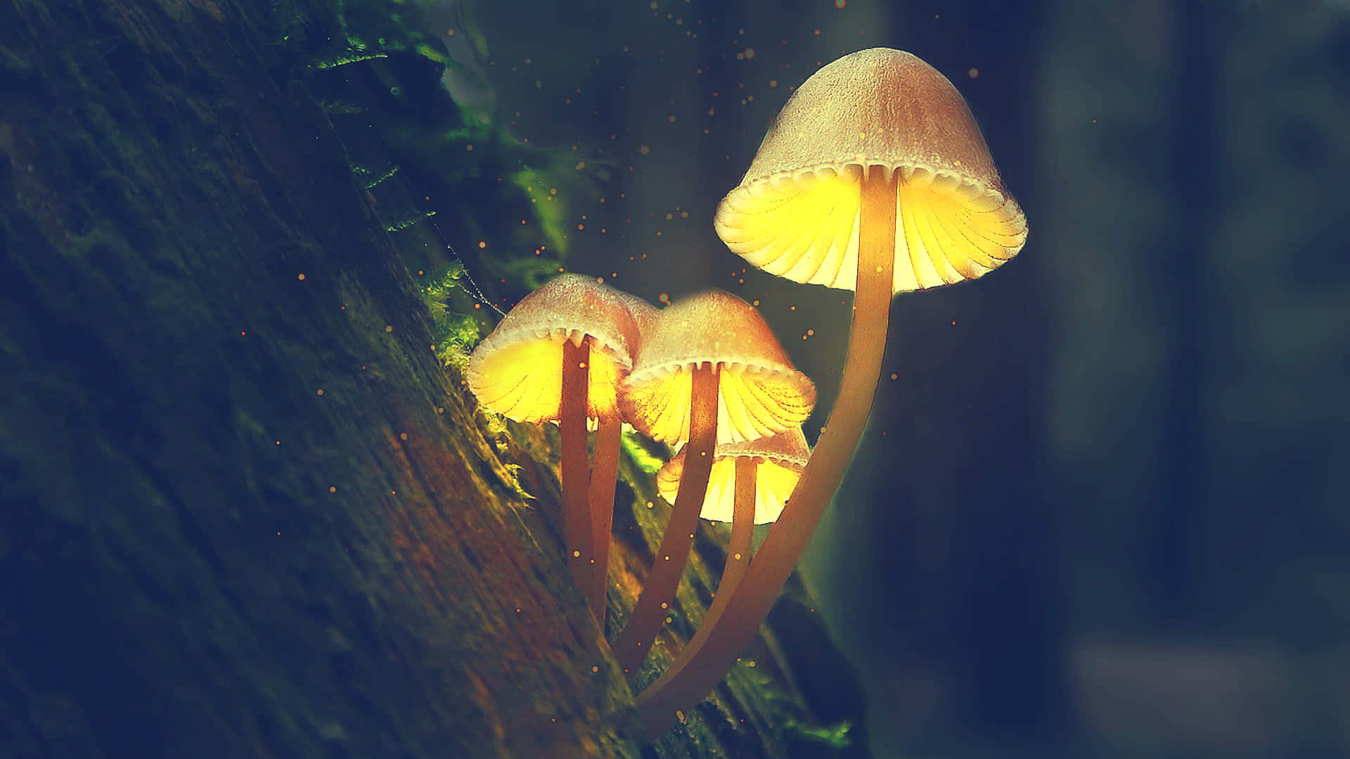 Mushroom 桌布 壁紙 — 三朵發光的蘑菇，帶有溫暖的黃色菌蓋，從黑暗森林中長滿苔蘚的樹幹上冒出。