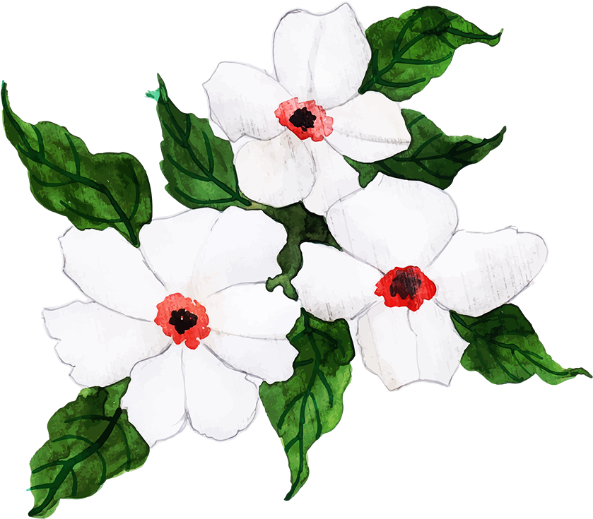 Clip Art 桌布 壁紙 — 三朵白色水彩花，紅色花心和綠色葉子，在純黑背景上綻放。