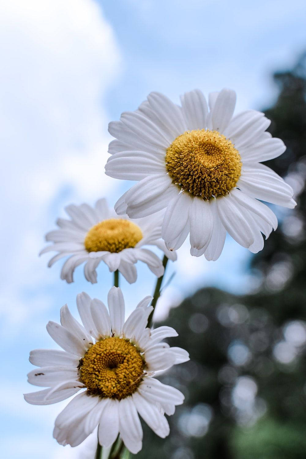 Flowers Aesthetic 桌布 壁紙 — 三朵白色花瓣黃色花心的雛菊，在柔和的藍天和模糊的綠色樹葉背景下盛開。