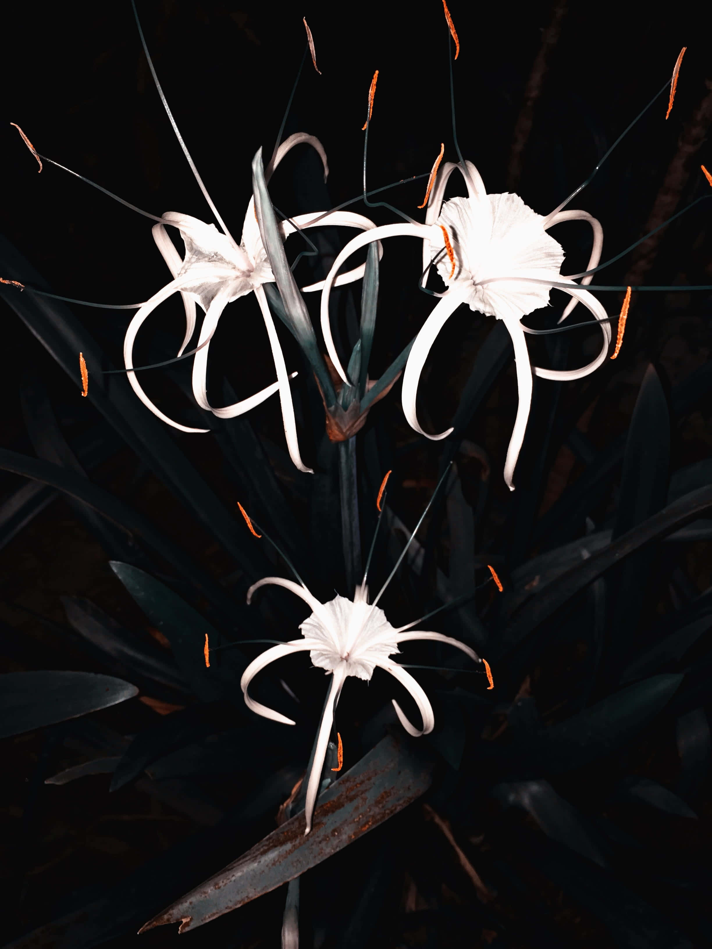 桌布 壁紙 — 三朵白色蜘蛛百合，花瓣長而捲曲，帶橙色雄蕊，在深色背景上盛開。