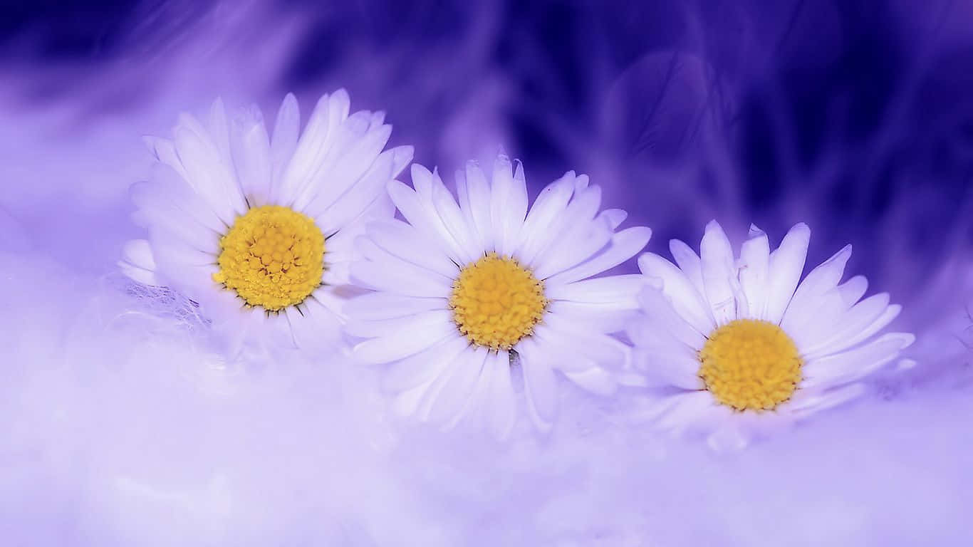 1366x768 Daisies 桌布 壁紙 — 三朵白色雛菊，黃色花心，在夢幻的紫色背景上柔和綻放。