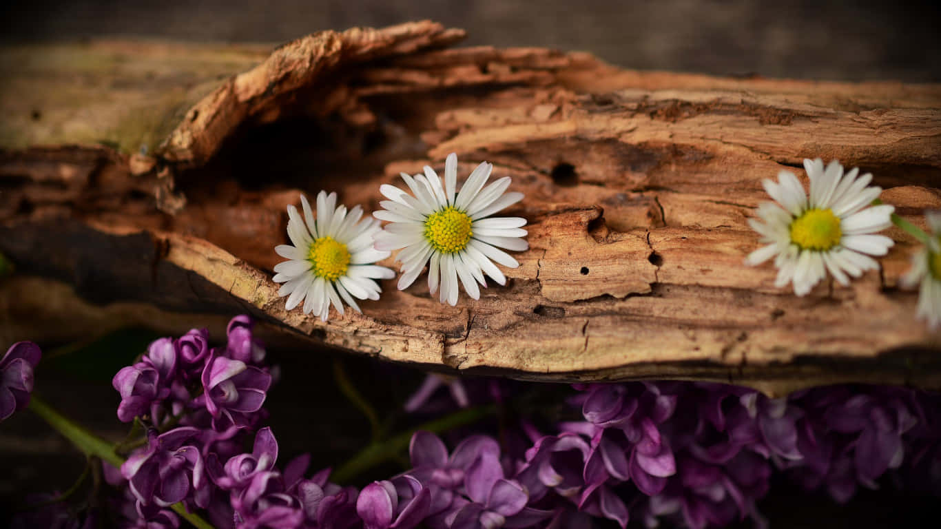 1366x768 Daisies 桌布 壁紙 — 三朵白色雛菊，黃色花心，擱在風化的木頭上，下方是一片紫色丁香花。