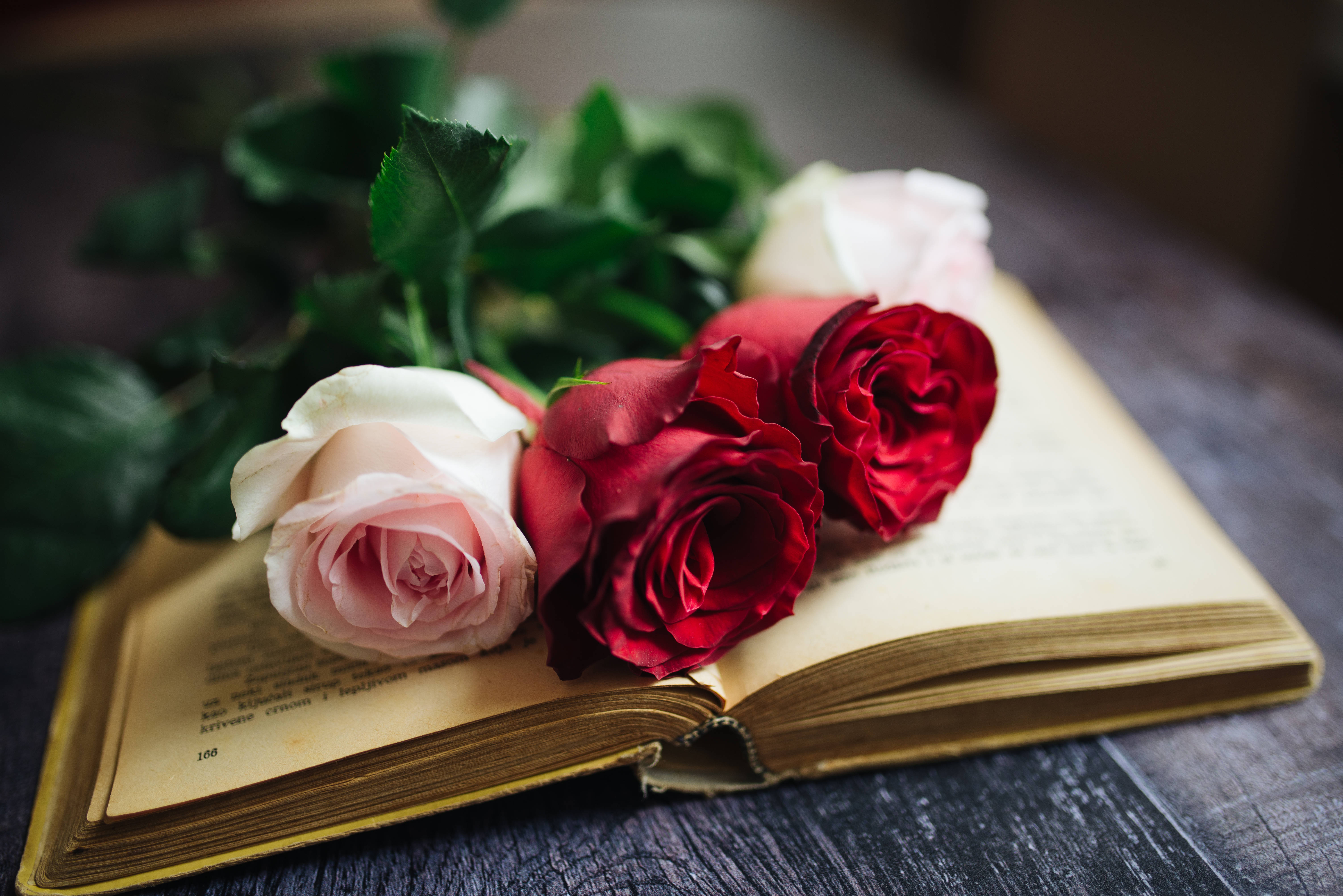 Aesthetic Rose 桌布 壁紙 — 三朵粉紅、紅、白色的玫瑰輕輕地放在深色木質表面上的一本打開的復古書上。