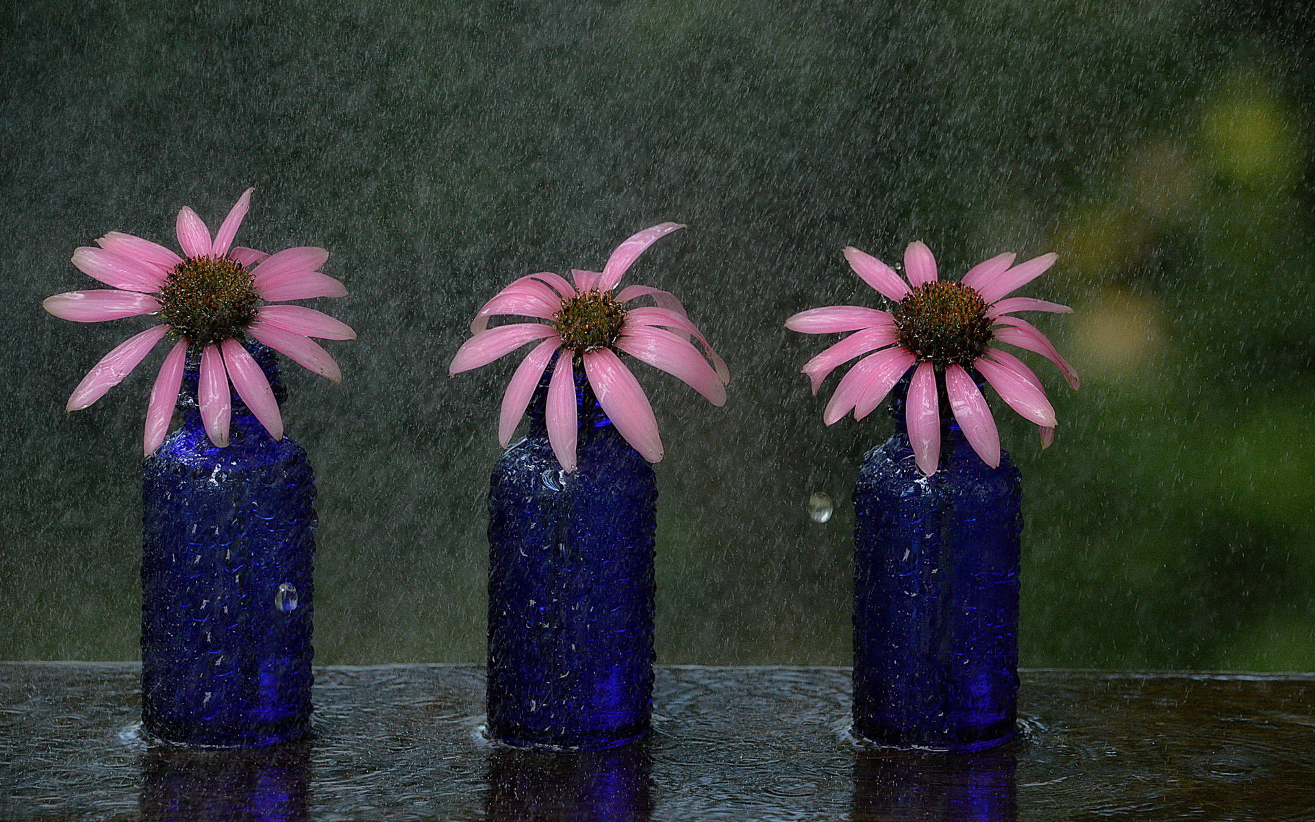 潮濕表面上，雨滴落下，藍色瓶子裡的三朵粉紅色花朵。