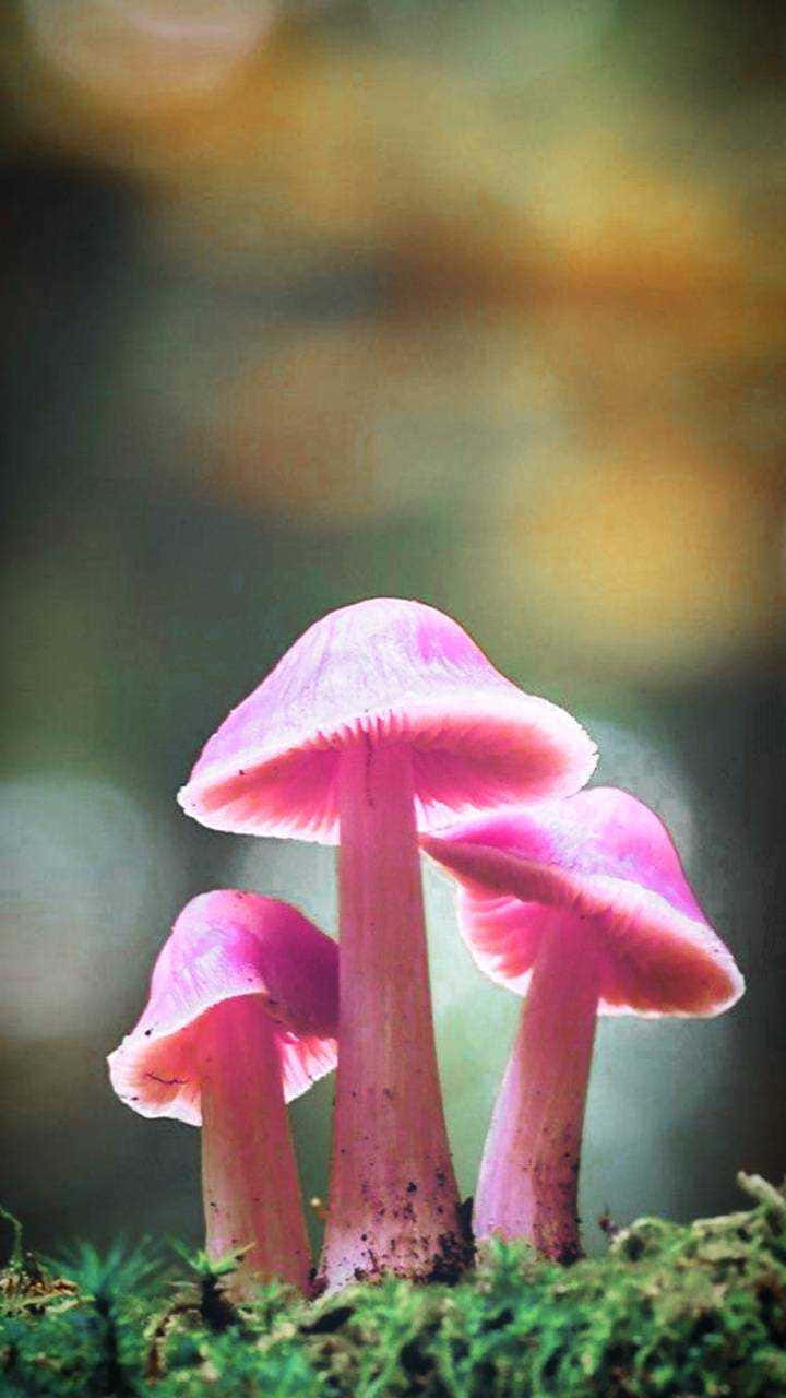 Mushroom Aesthetic 桌布 壁紙 — 三朵粉紅色的軟帽蘑菇從茂盛的綠色苔蘚中冒出，背景是模糊的森林。