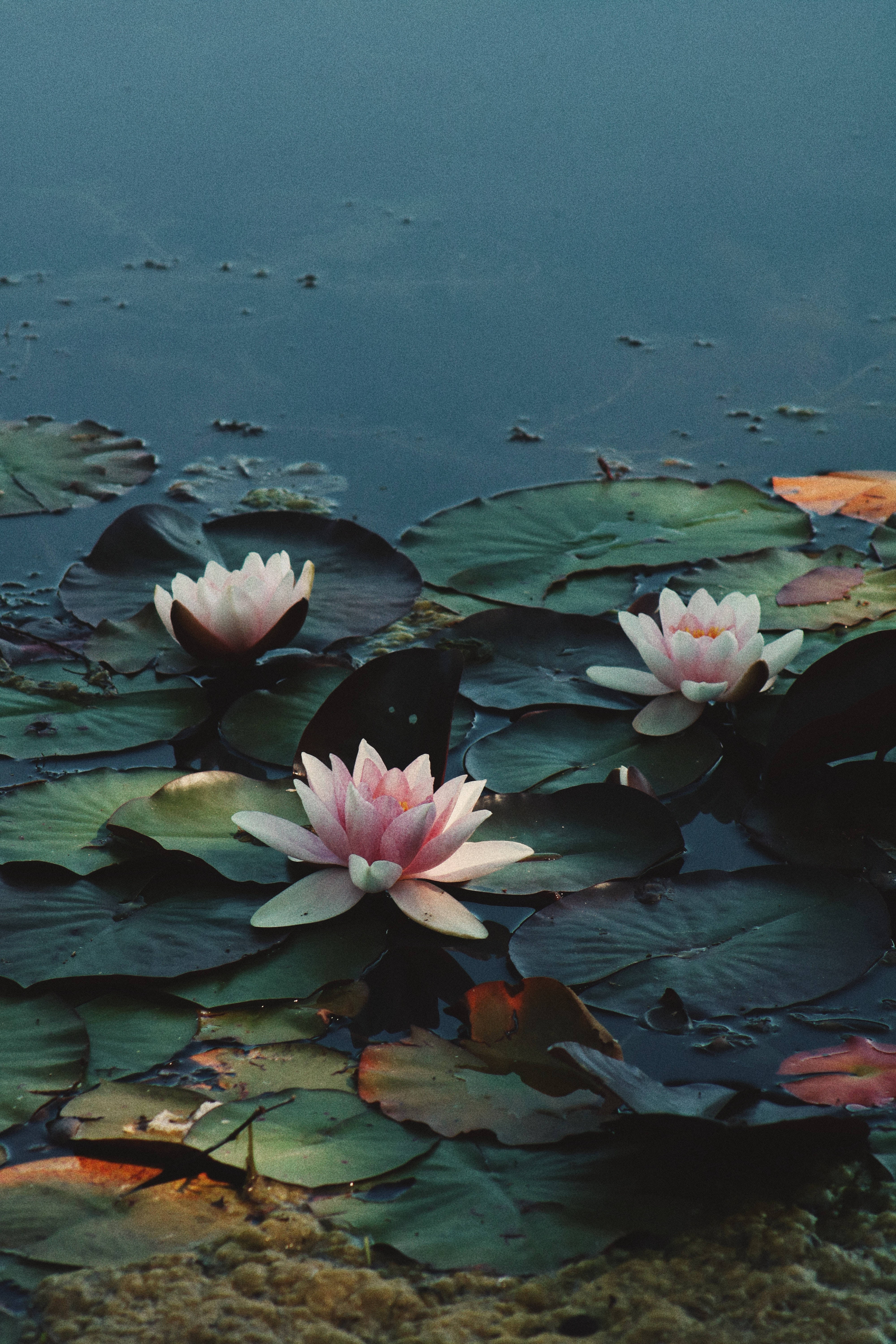 lotus 桌布 壁紙 — 三朵粉紅色睡蓮在平靜的藍色水面上，於柔和暮光下優雅地綻放在大片綠色睡蓮葉上。