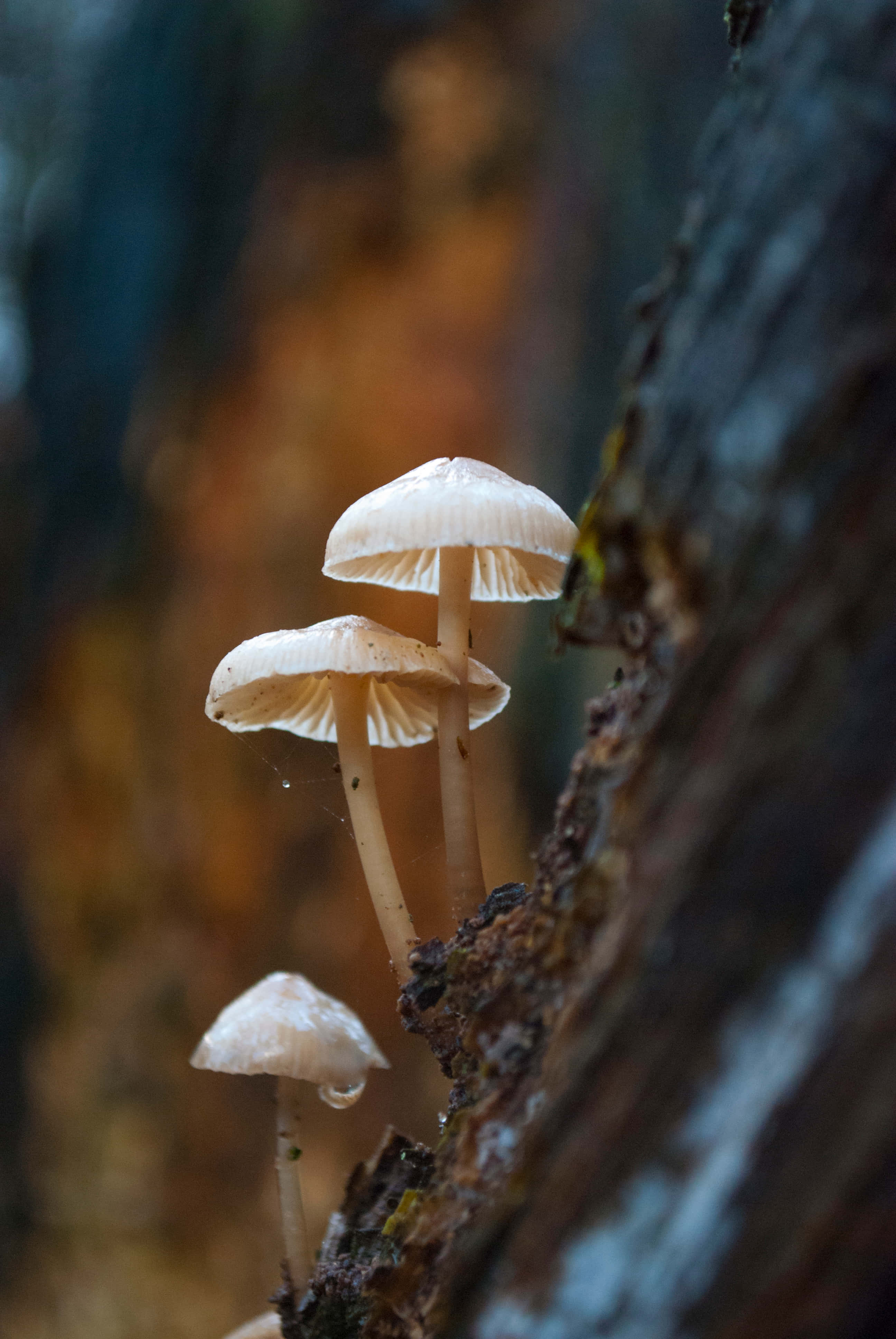 Mushroom 桌布 壁紙 — 三朵精緻的淡色蘑菇，帶有閃閃發光的露珠帽，從長滿苔蘚的樹幹上長出，背景是柔和模糊的森林。