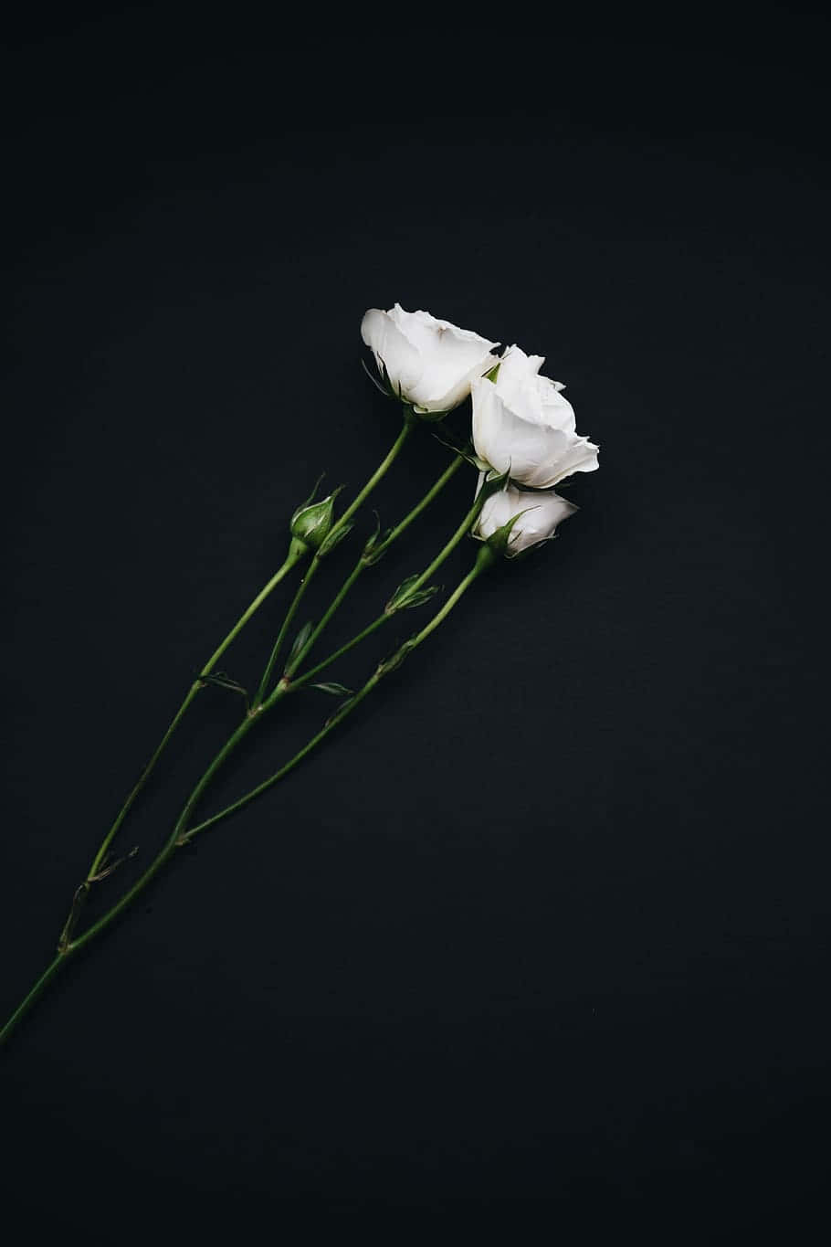 White Rose 桌布 壁紙 — 三朵精緻的白玫瑰，帶有綠色莖和花蕾，在深黑色背景上以極簡構圖呈現。