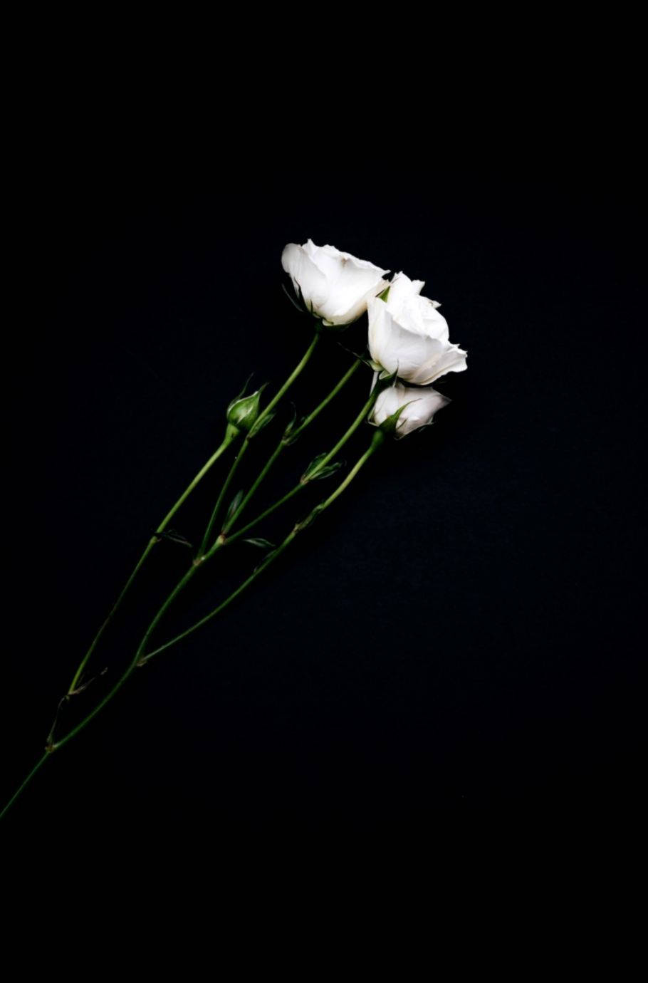 Rose Flower 桌布 壁紙 — 三朵精緻的白色花朵，帶有綠色莖幹，在深黑色背景上優雅地彎曲。