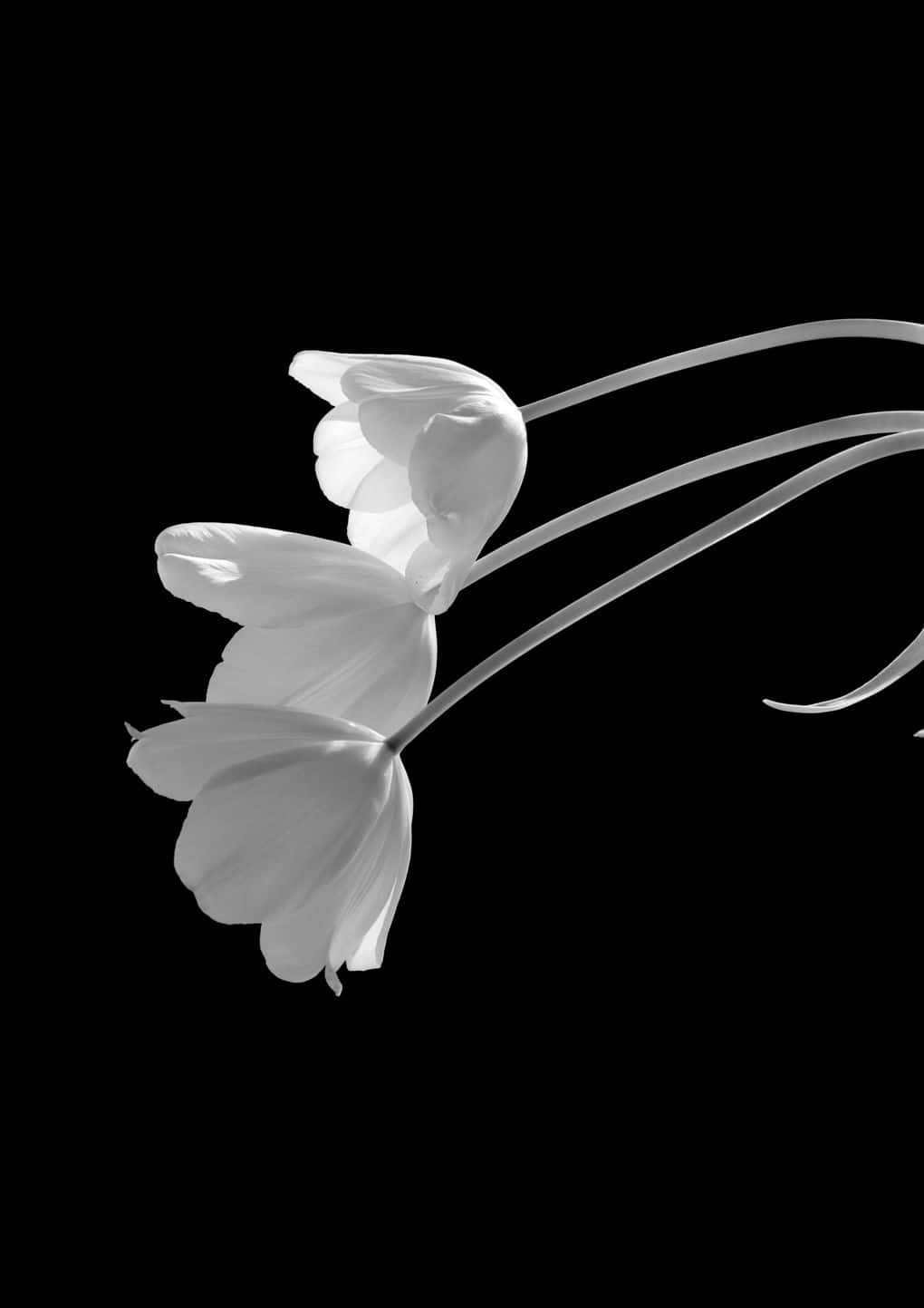 Aesthetic Black And White 桌布 壁紙 — 三朵精緻的白色鬱金香在高對比度的黑白畫面中，優雅地漂浮在純黑背景上。