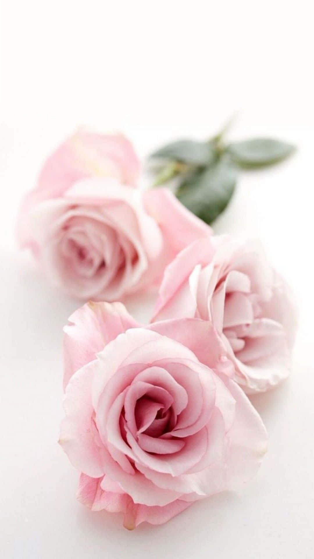 Beautiful Girly 桌布 壁紙 — 三朵精緻的粉紅玫瑰，帶有柔軟的花瓣和綠葉，輕輕地放在明亮的白色表面上。
