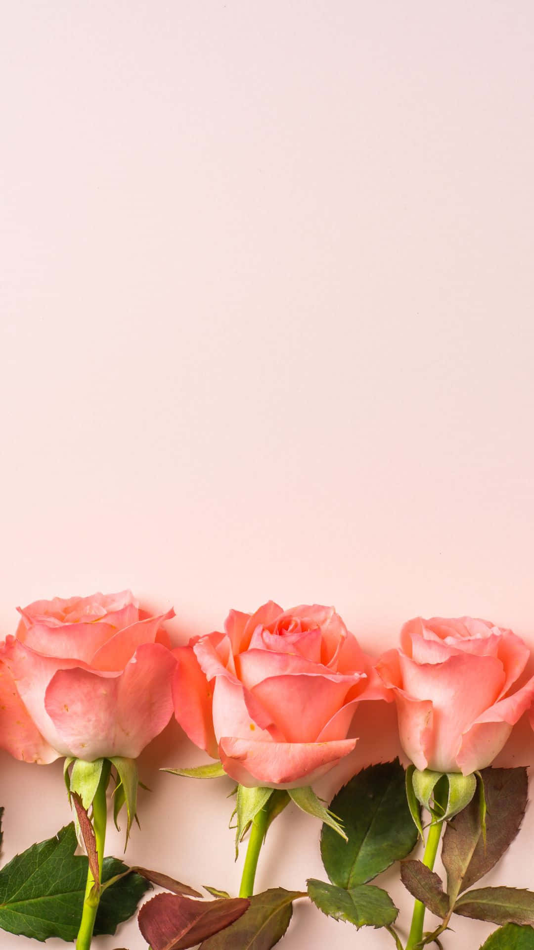 HD Rose 桌布 壁紙 — 三朵精緻的粉紅玫瑰，帶有綠色莖葉，倚靠在柔和的腮紅背景上。