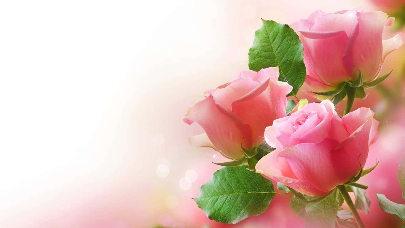 1366x768 Roses 桌布 壁紙 — 三朵精緻的粉紅玫瑰，搭配茂盛的綠葉，在夢幻般的模糊背景和溫暖的散景燈光下柔和發光。