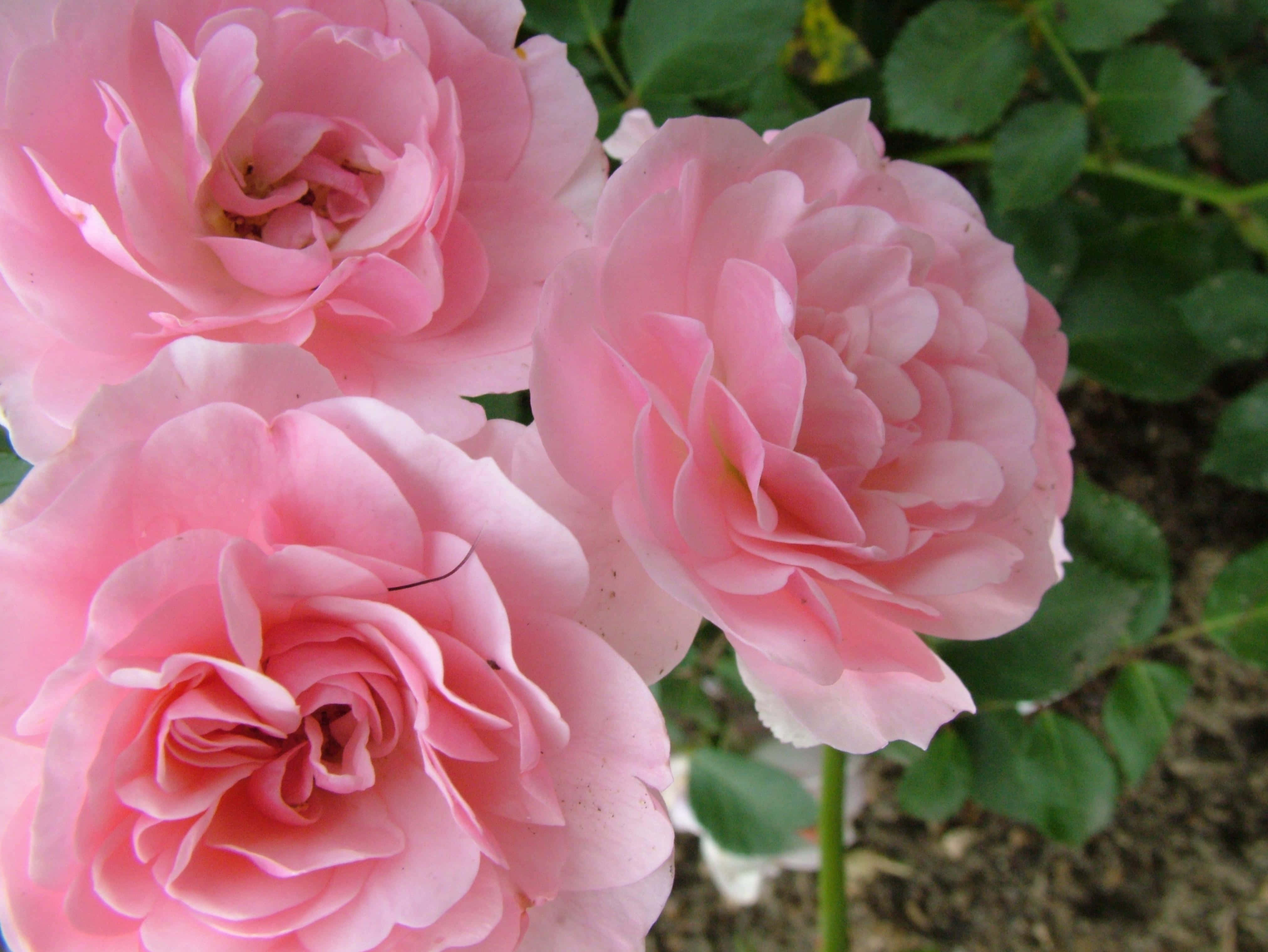 Rose Art 桌布 壁紙 — 三朵精緻的粉紅玫瑰在柔和焦點下，於寧靜花園場景中，在茂密綠葉襯托下盛開。