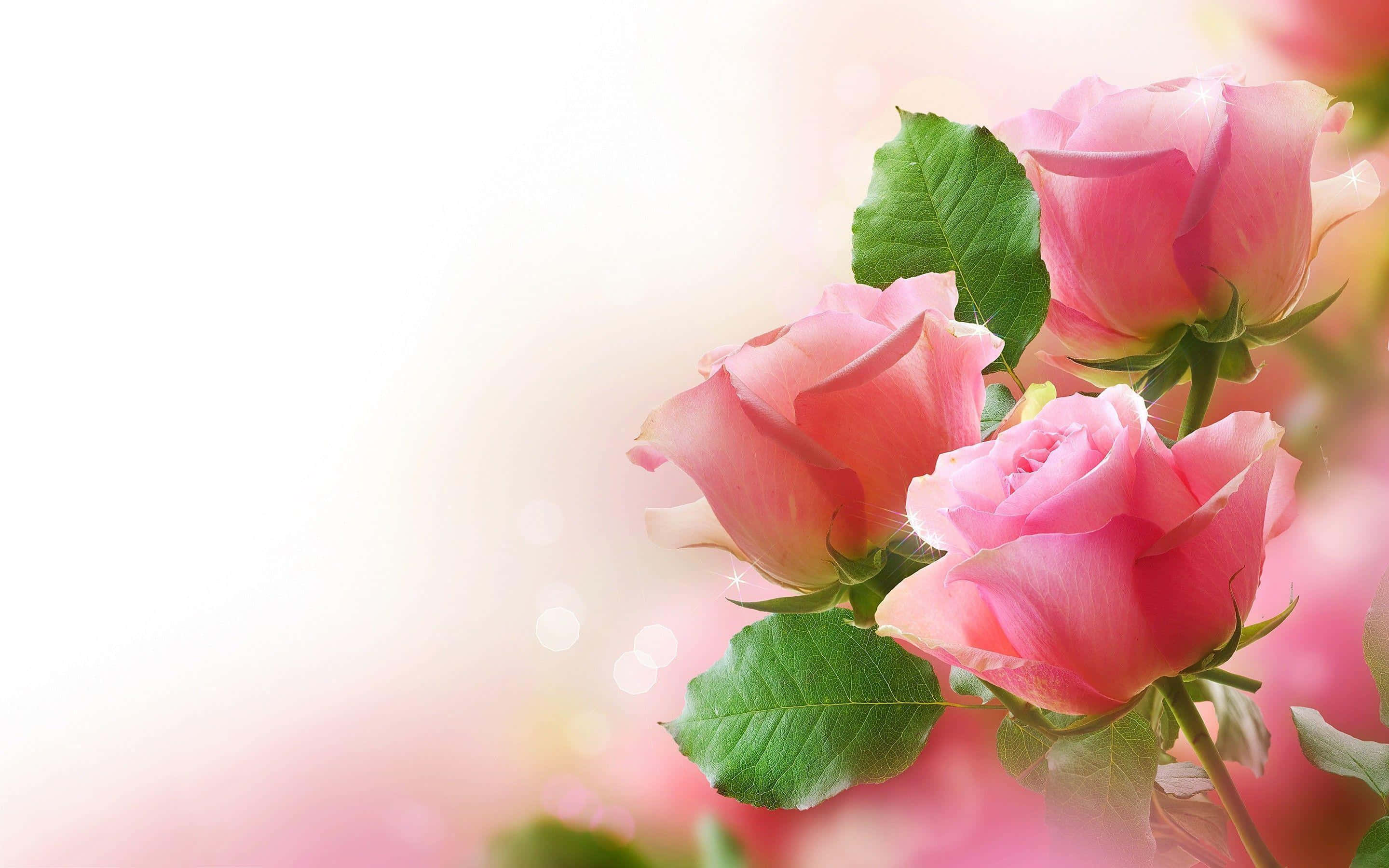 Rose Flower 桌布 壁紙 — 三朵精緻的粉紅玫瑰搭配茂盛的綠葉，在夢幻般的模糊背景上柔和地發光，帶有溫暖的散景高光。