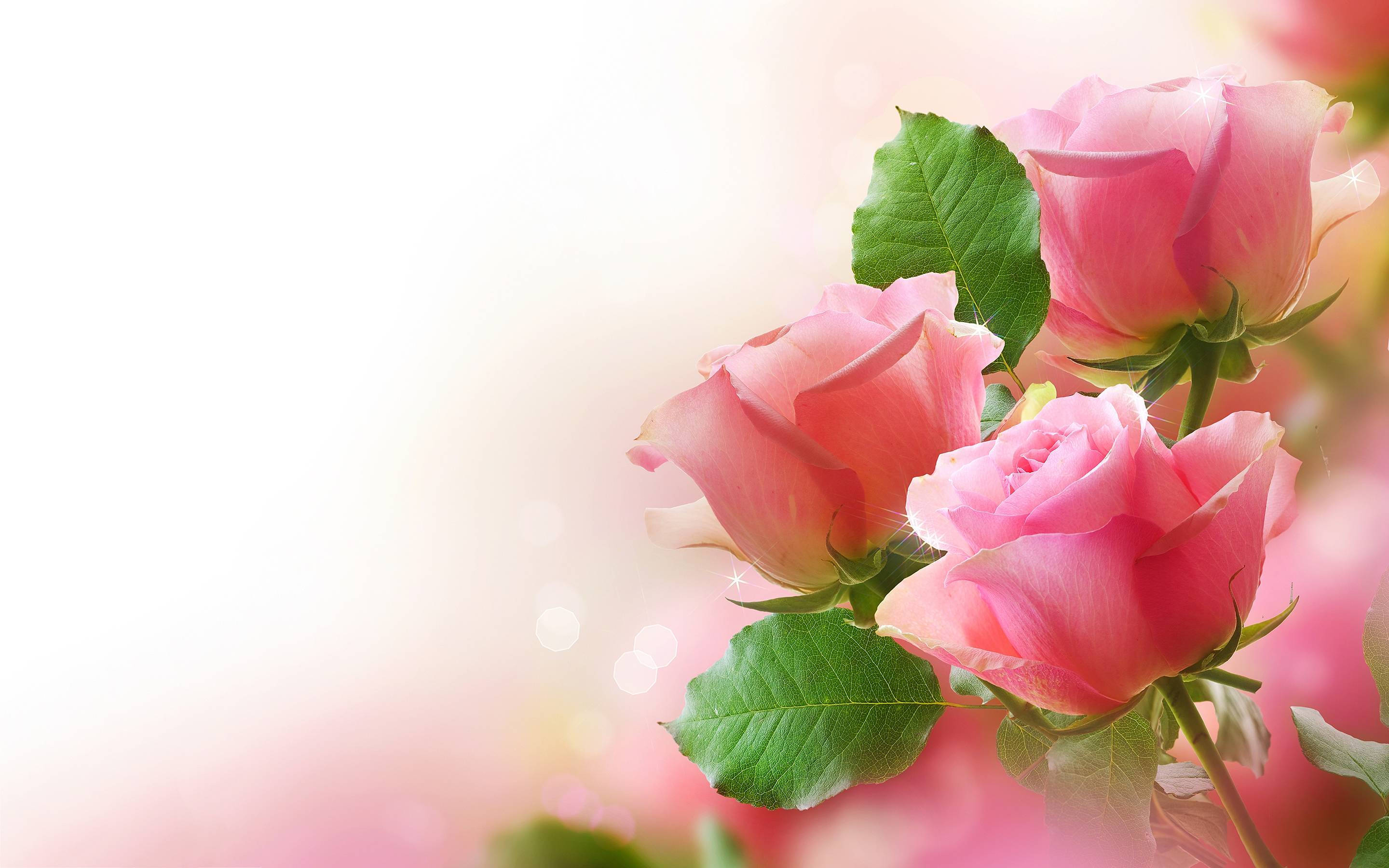Roses 桌布 壁紙 — 三朵精緻的粉紅玫瑰配綠葉，在明亮朦朧的背景上柔和發光，帶有散景光效。