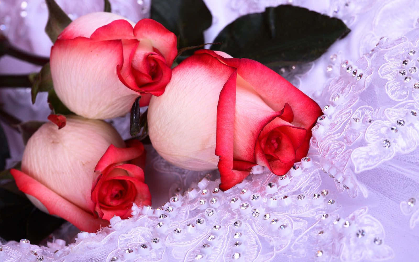 Red Rose 桌布 壁紙 — 三朵精緻的粉紅色和紅色玫瑰放在閃閃發光的白色蕾絲布料上，飾有水鑽。