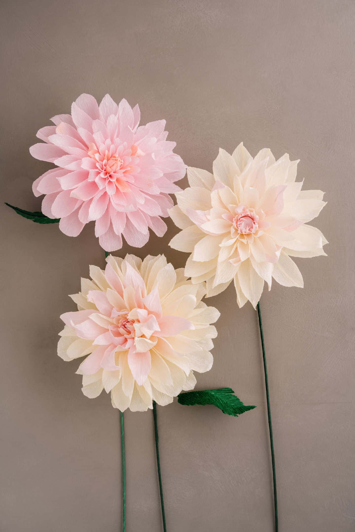 1440x2160 桌布 壁紙 — 三朵精緻的紙質大理花，以柔和的粉紅色和奶油色調，在柔和的灰褐色背景上綻放。