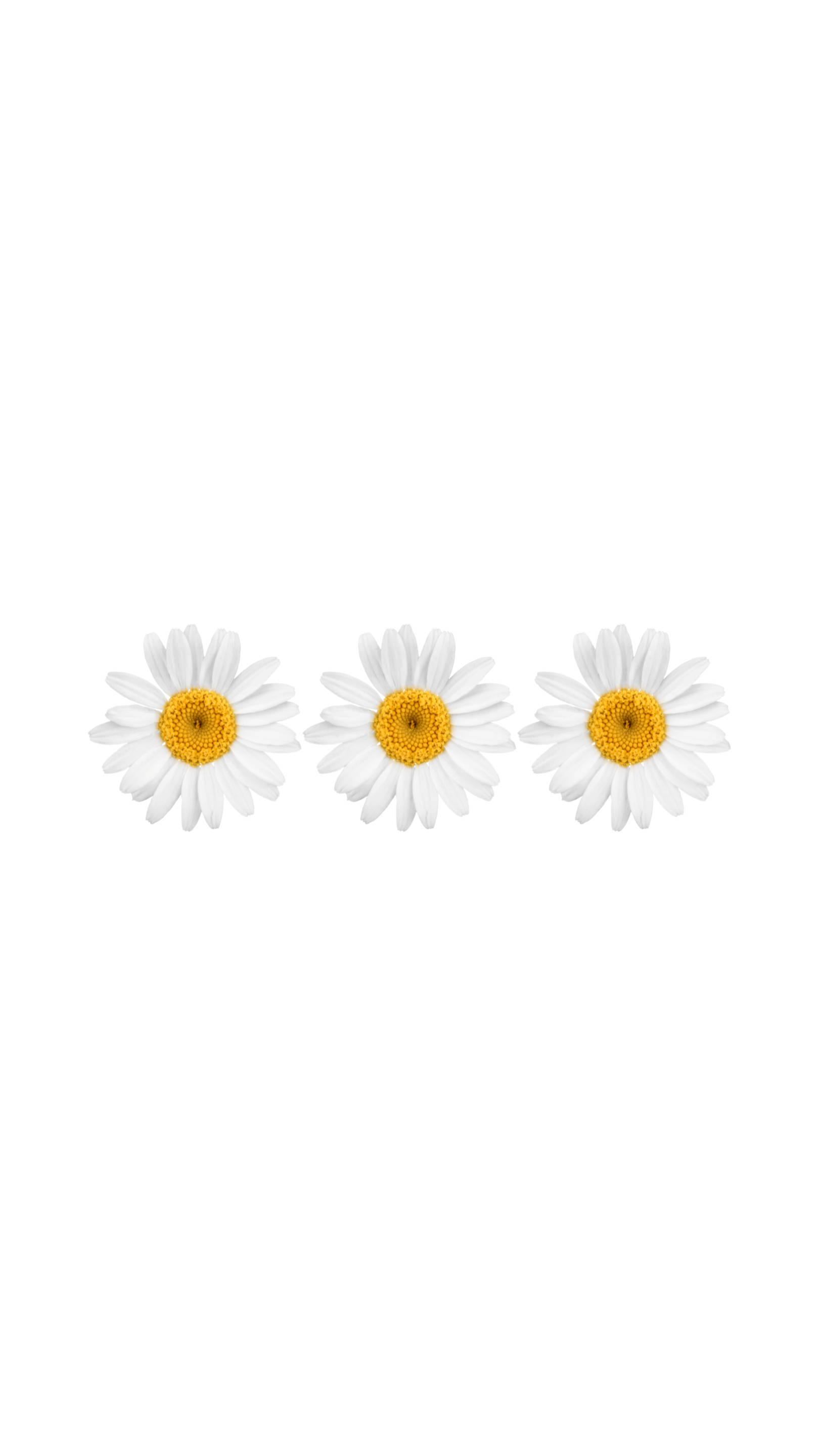 Daisy 桌布 壁紙 — 三朵純淨的雛菊，白色花瓣和金色花心，漂浮在潔淨的白色背景上。
