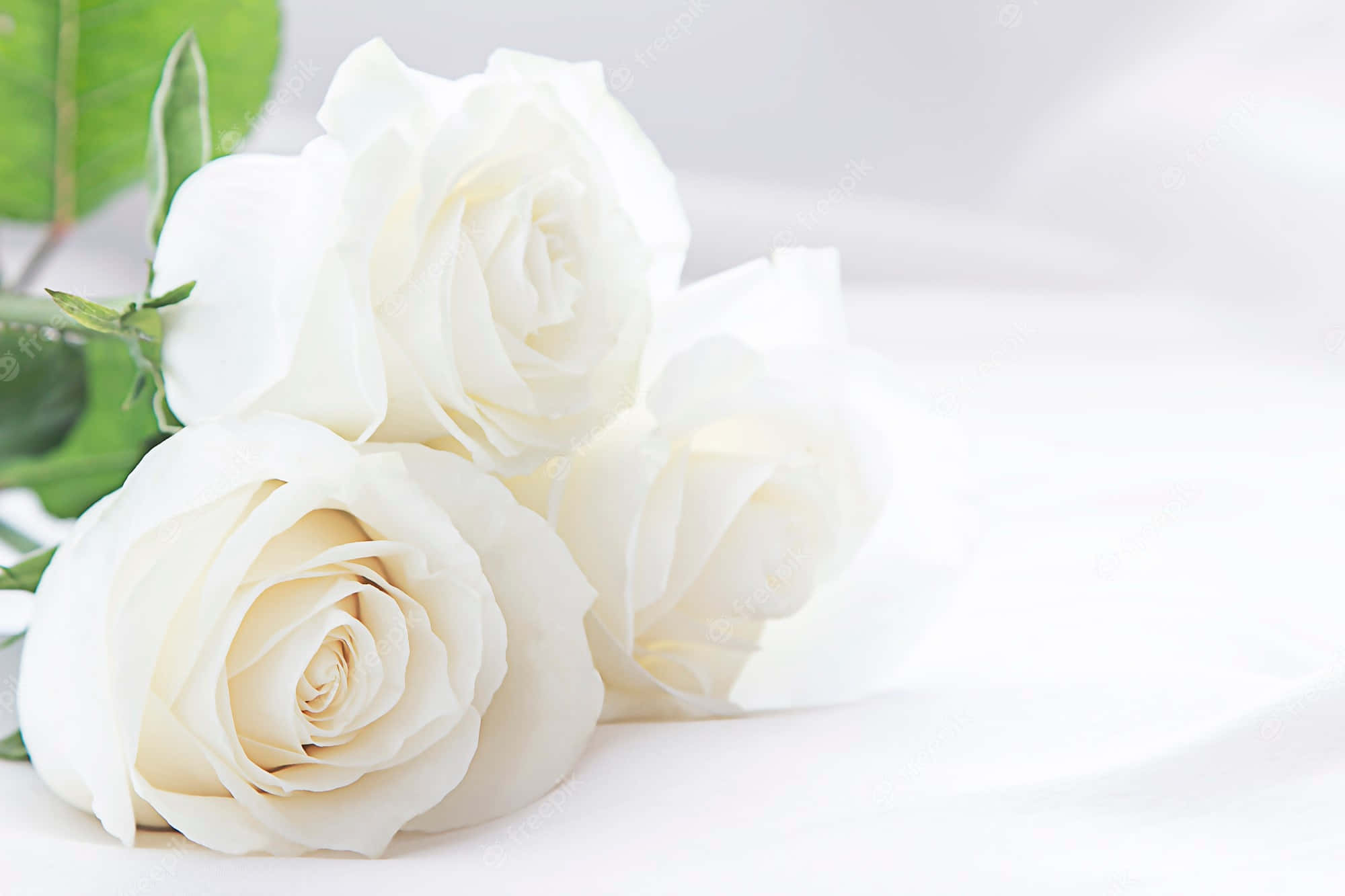 White Rose 桌布 壁紙 — 三朵純潔無瑕的白玫瑰，搭配茂盛的綠葉，輕輕地躺在白色布料背景上。