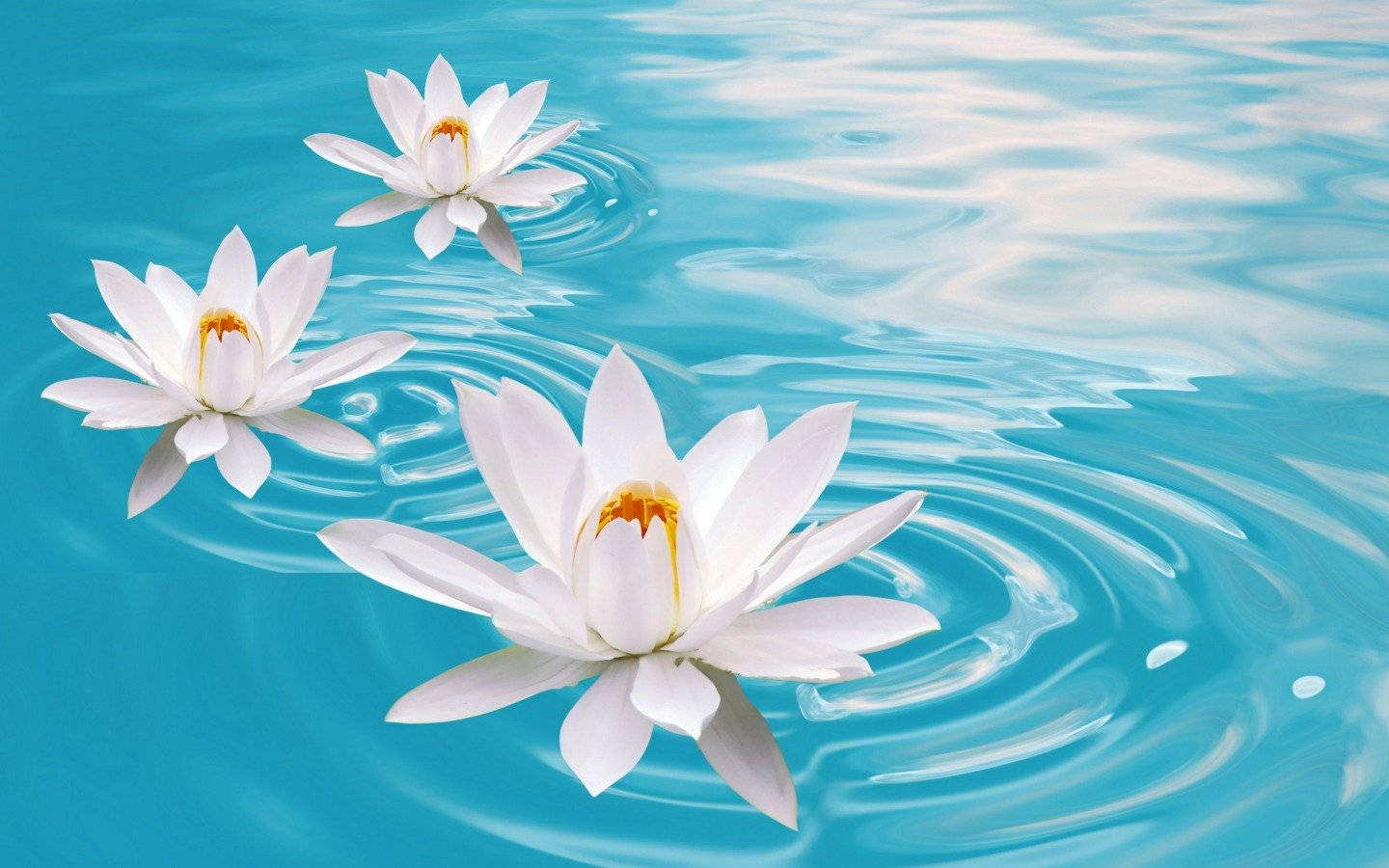 Water Lily 桌布 壁紙 — 三朵純潔無瑕的白色睡蓮靜靜地漂浮在充滿活力的碧綠色水面上，周圍泛起輕柔的漣漪。