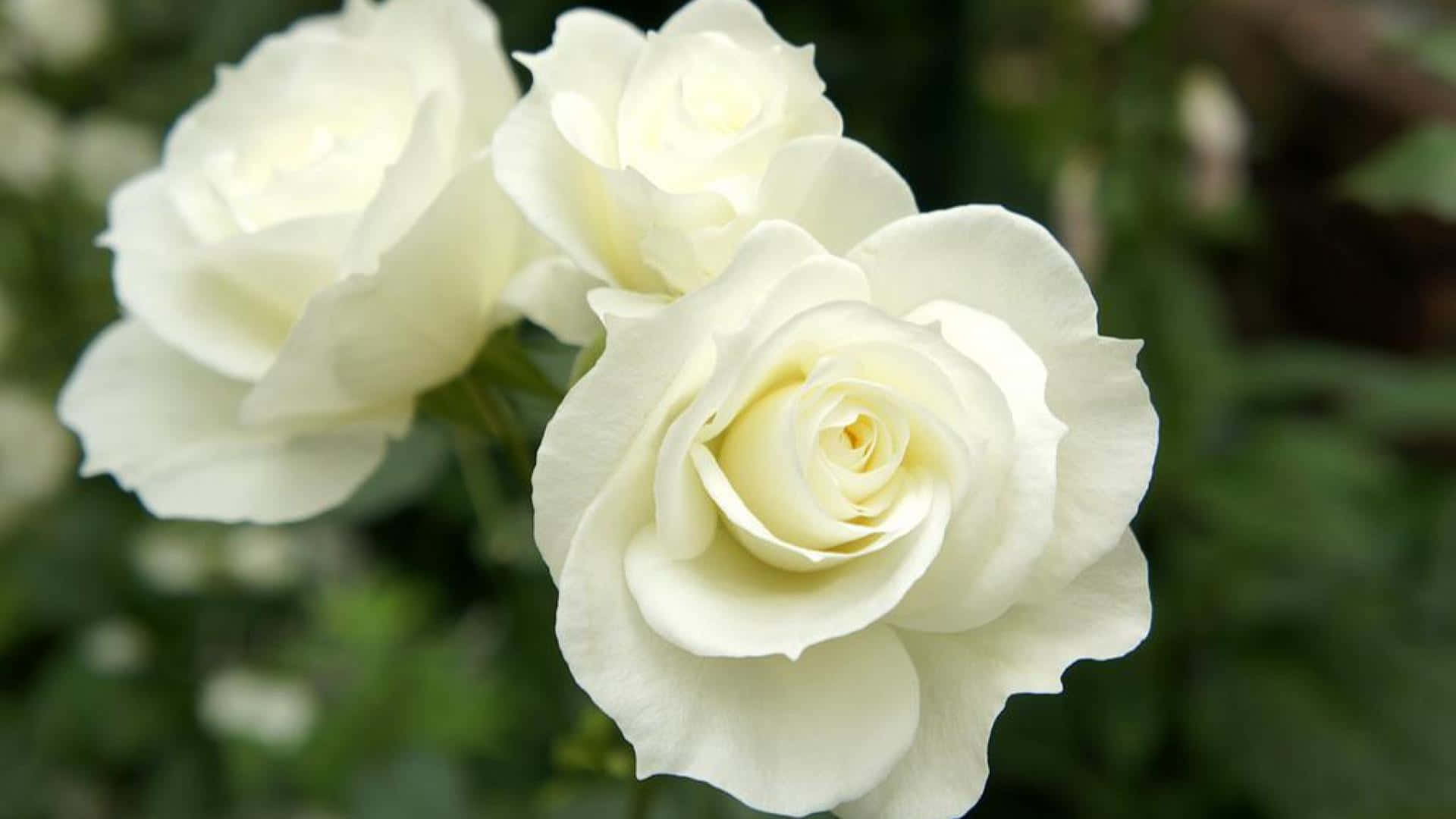 White Rose 桌布 壁紙 — 三朵純潔的白玫瑰在模糊的綠色花園背景下柔和地綻放。