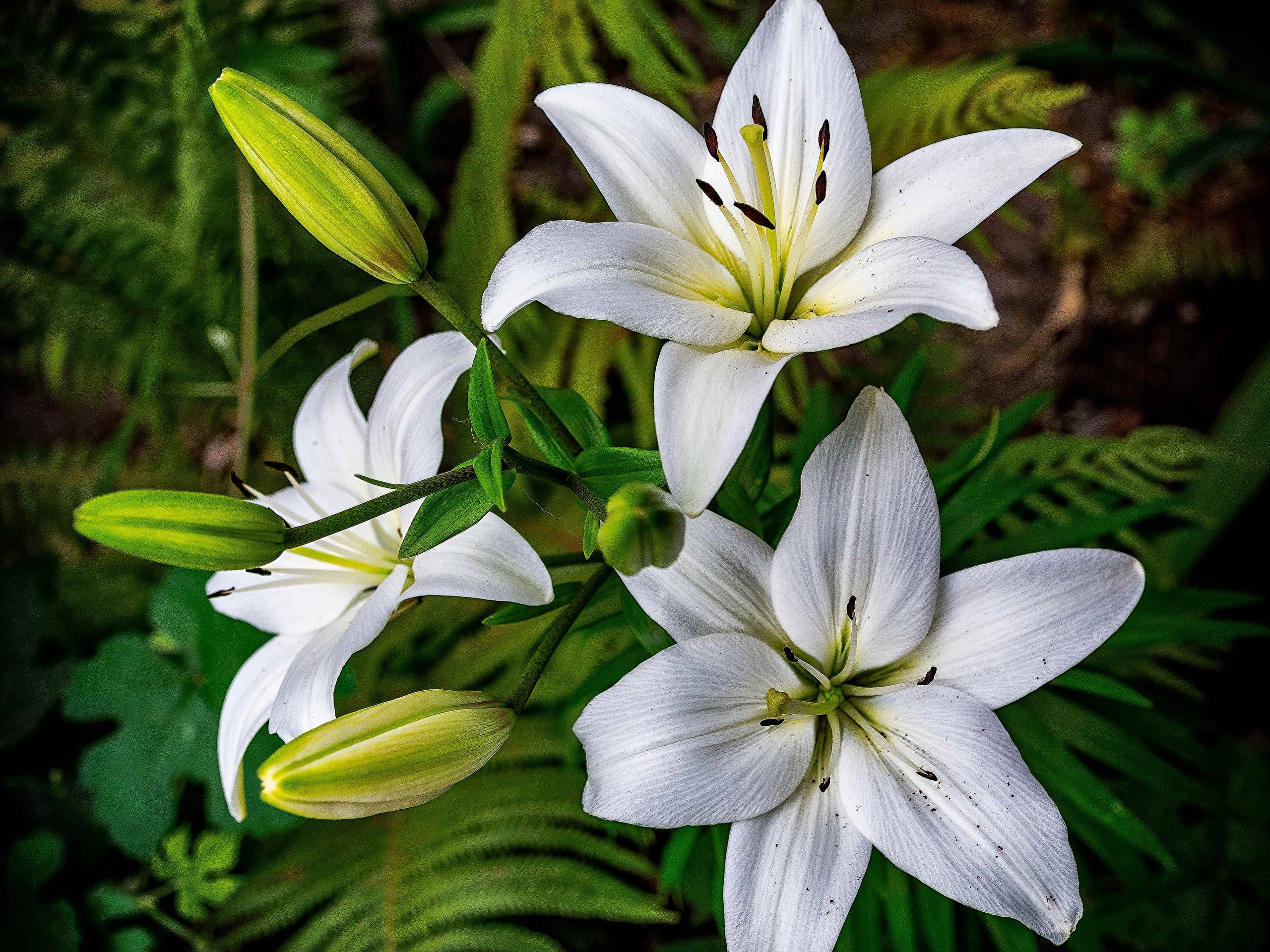 lily 桌布 壁紙 — 三朵純潔的白百合在茂密的綠色蕨類植物中盛開，柔和自然光凸顯精緻花瓣和深色雄蕊。