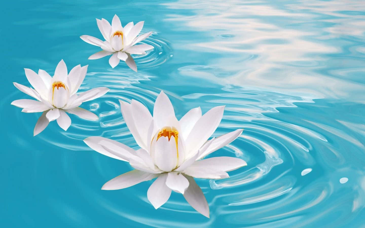 lily 桌布 壁紙 — 三朵純白無瑕的睡蓮靜靜地漂浮在充滿活力的碧綠色水面上，周圍泛起輕柔的漣漪。