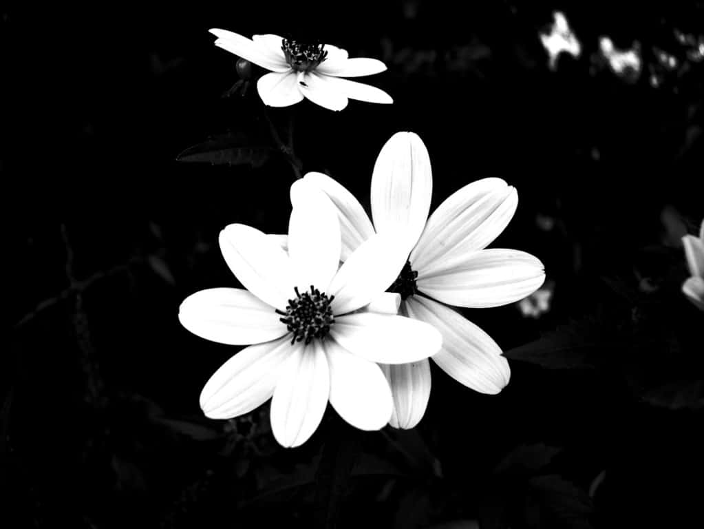 Beautiful Black And White 桌布 壁紙 — 三朵純白的花朵在深黑色背景上以高對比度單色綻放。