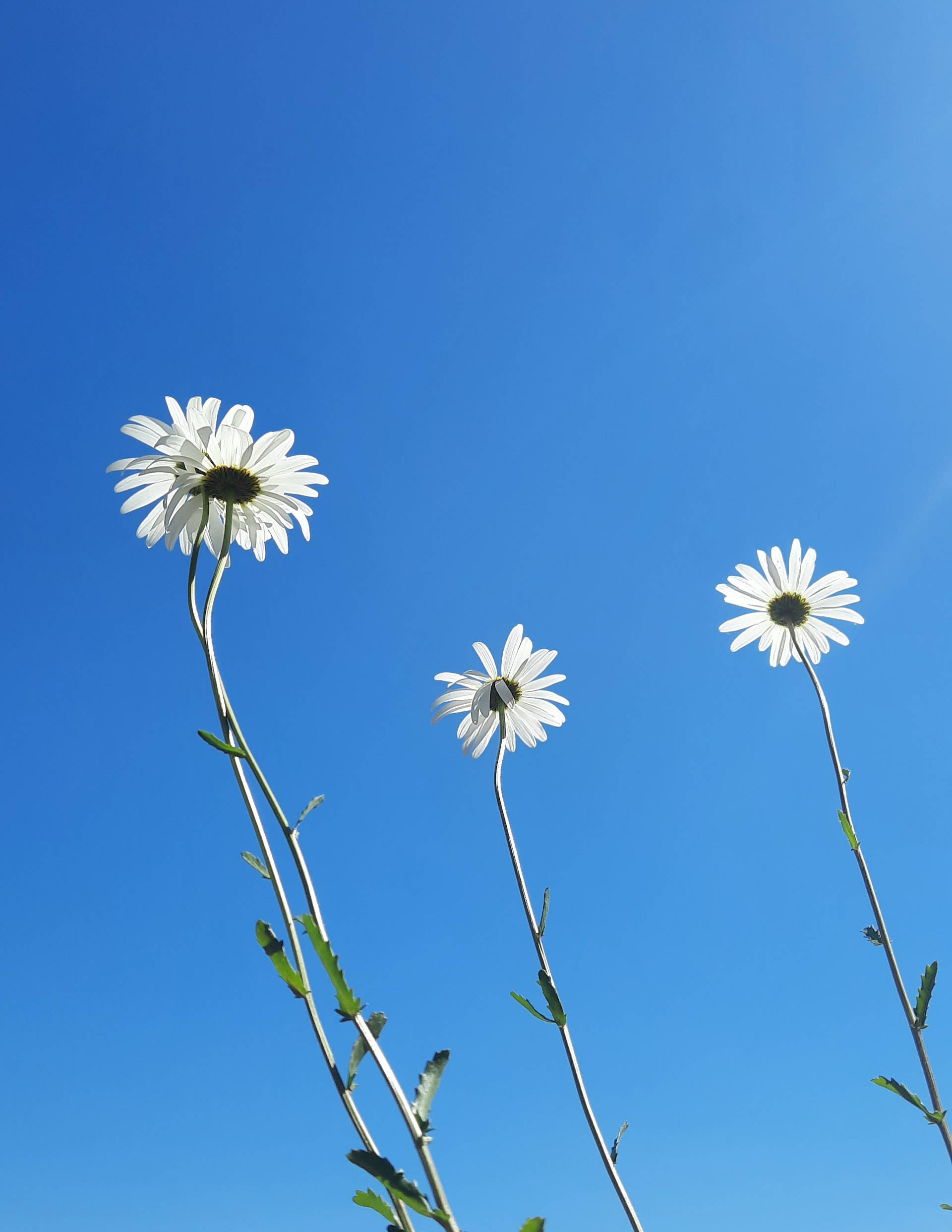 flower android 桌布 壁紙 — 三朵雛菊，莖幹纖細，向上伸展，映襯著清澈明亮的藍天。