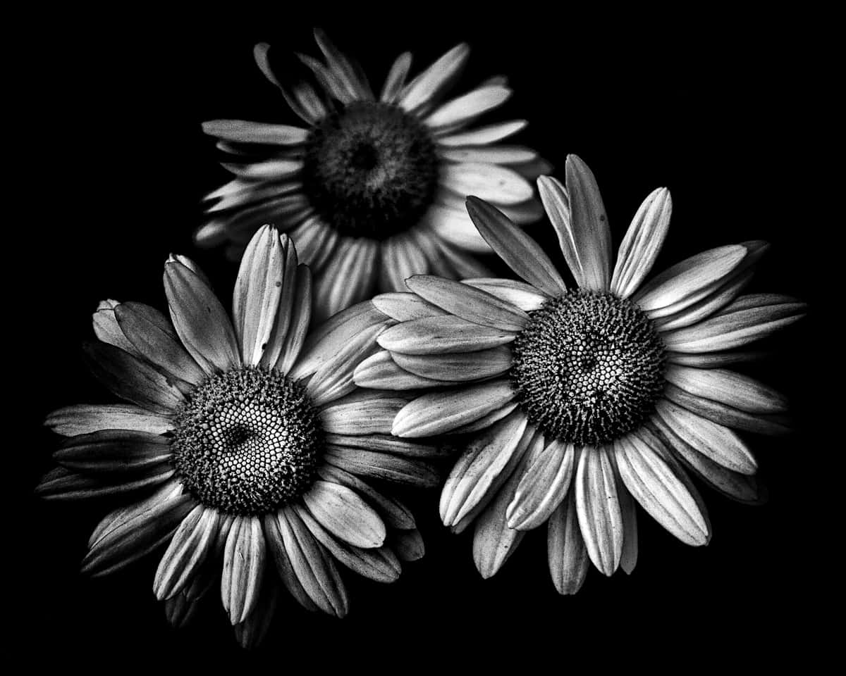 Cool Black And White 桌布 壁紙 — 三朵雛菊以高對比黑白在純黑背景上綻放，帶有戲劇性燈光。