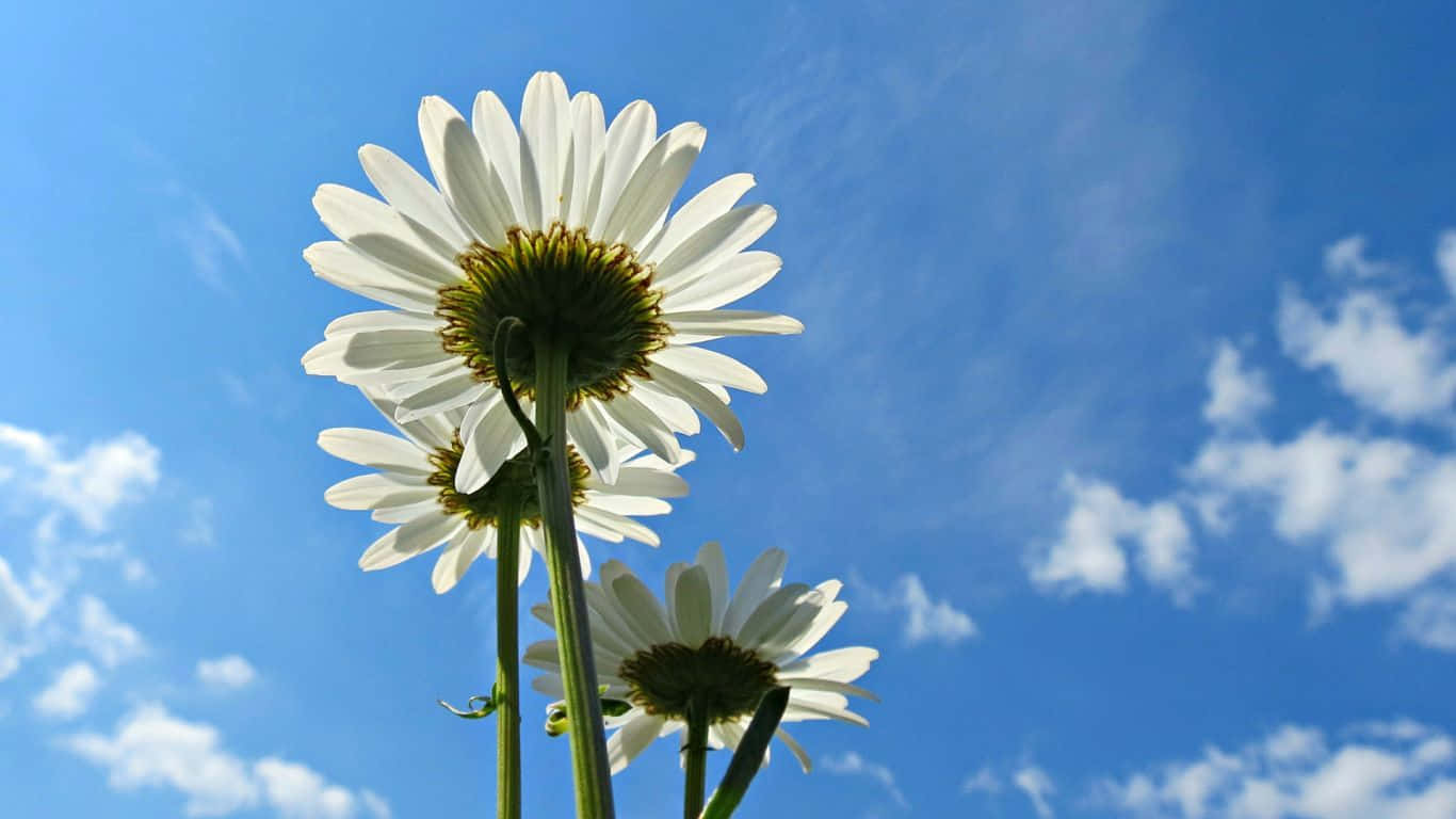 1366x768 Daisies 桌布 壁紙 — 三朵雛菊在藍天白雲下盛開。