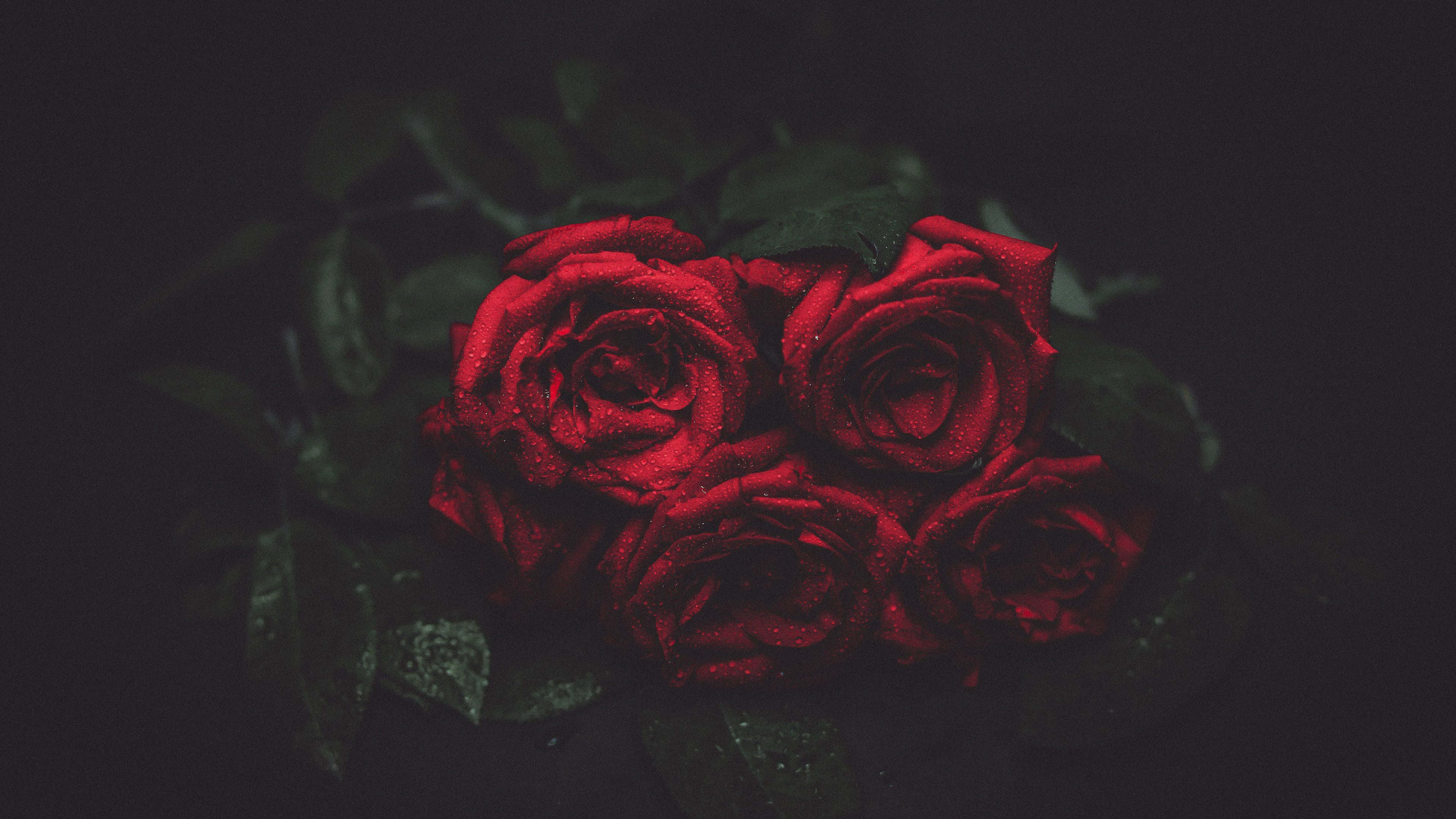 Red Rose 桌布 壁紙 — 三朵鮮紅的玫瑰在深色陰影的深綠色葉子背景下閃爍著露珠。