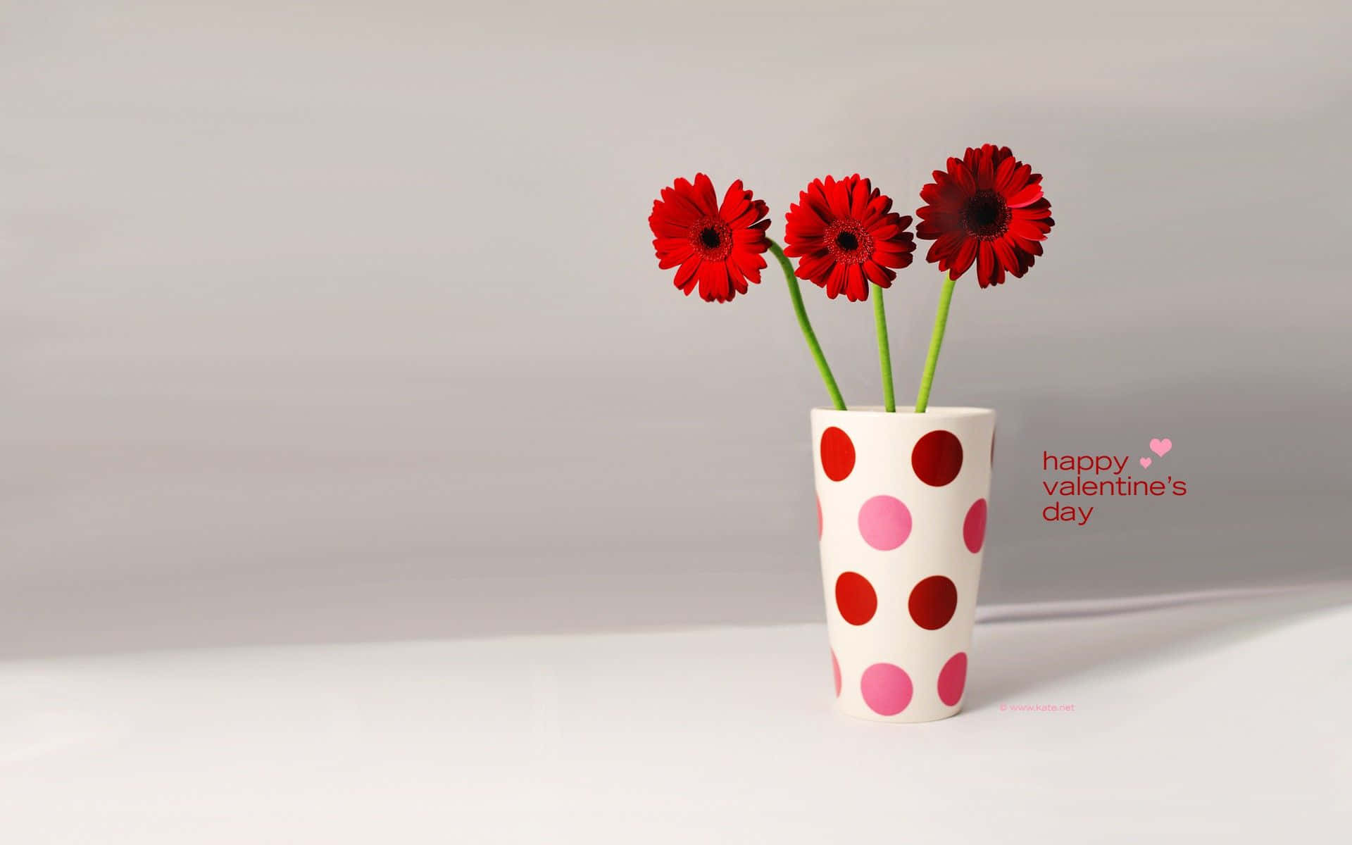 Valentines 桌布 壁紙 — 三朵鮮紅的非洲菊雛菊插在一個帶有粉紅色和紅色圓點的白花瓶裡，背景是柔和的灰色。