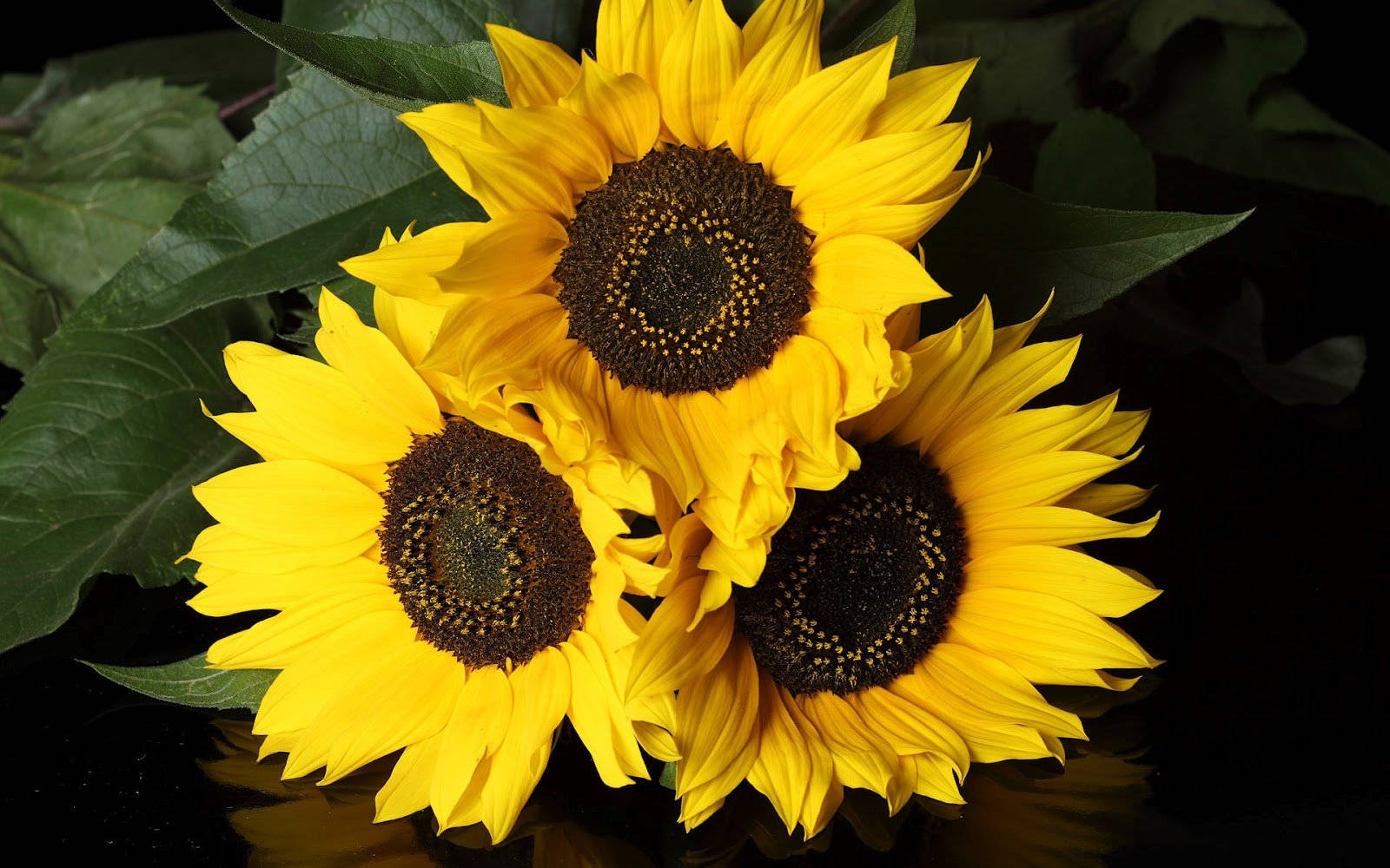 Sunflower Desktop 桌布 壁紙 — 三朵鮮豔的向日葵，帶有深色花心，在深黑色背景上綻放，襯托著綠葉。