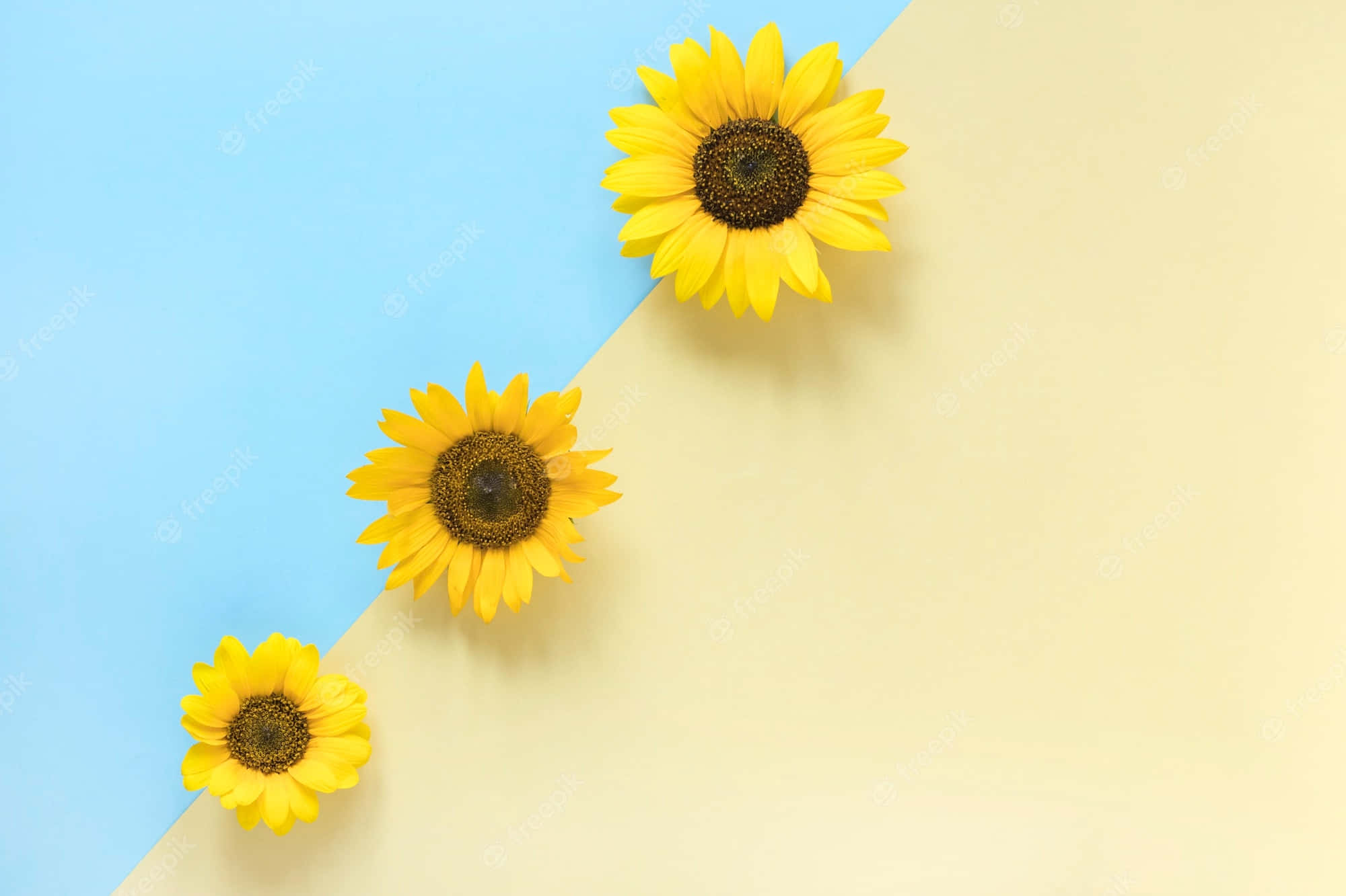 Aesthetic Sunflower 桌布 壁紙 — 三朵鮮豔的向日葵以對角線排列在藍色和奶油色分割的背景上。