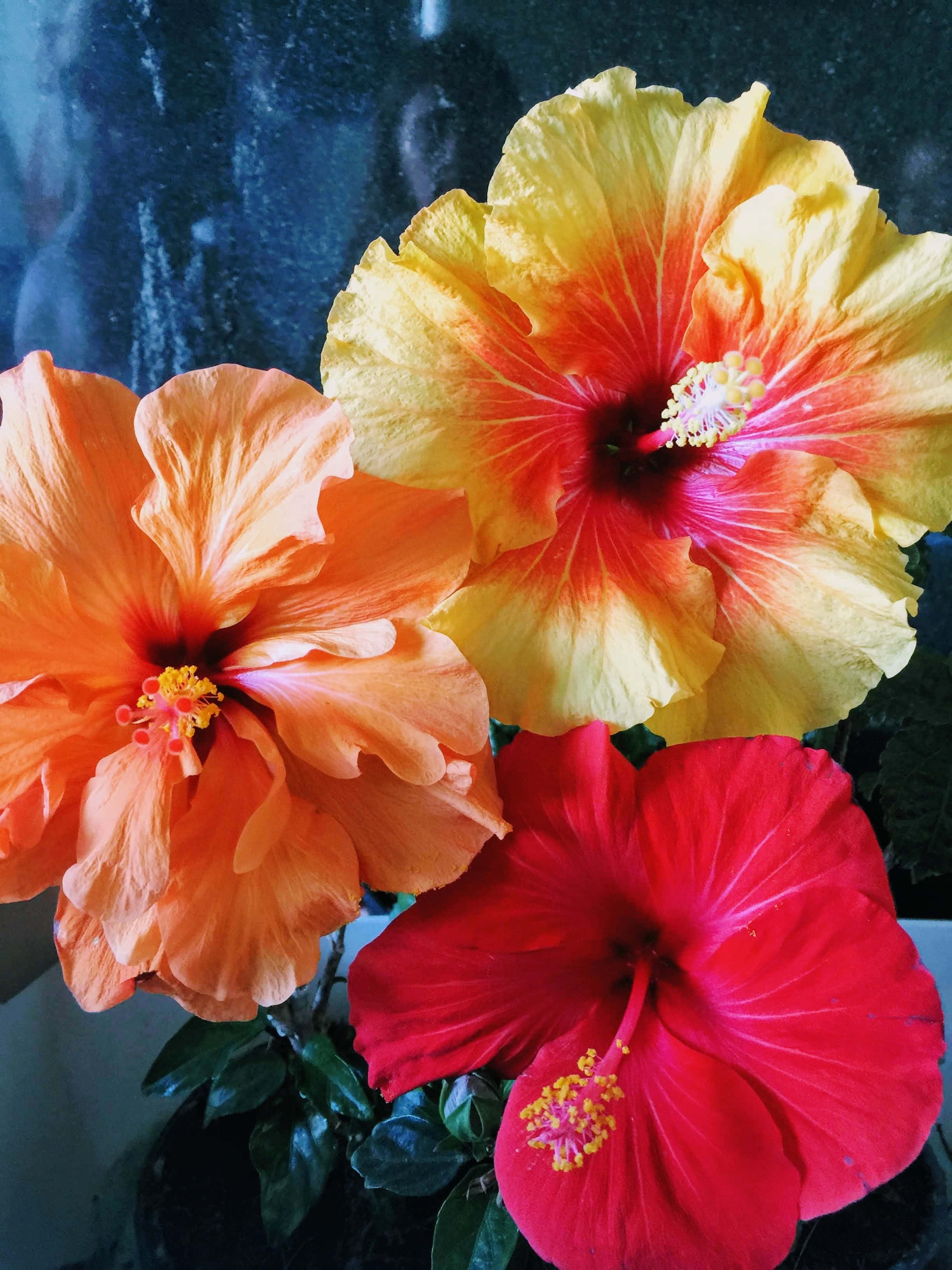 花 桌布 壁紙 — 三朵鮮豔的橙色、黃色和紅色木芙蓉花在深色紋理背景上盛開。