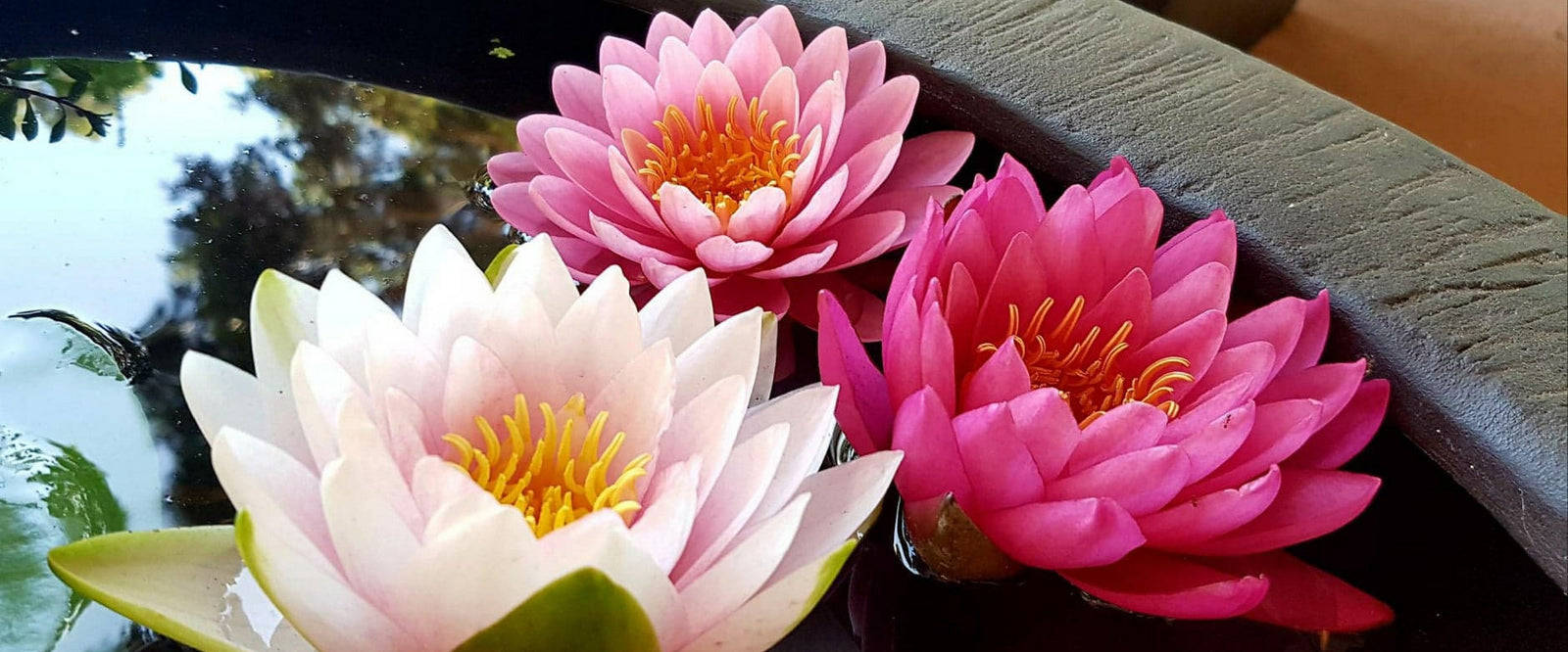 lily 桌布 壁紙 — 三朵鮮豔的睡蓮，粉紅色、白色和洋紅色，在平靜的深色水面上優雅地綻放，旁邊是石頭邊緣。