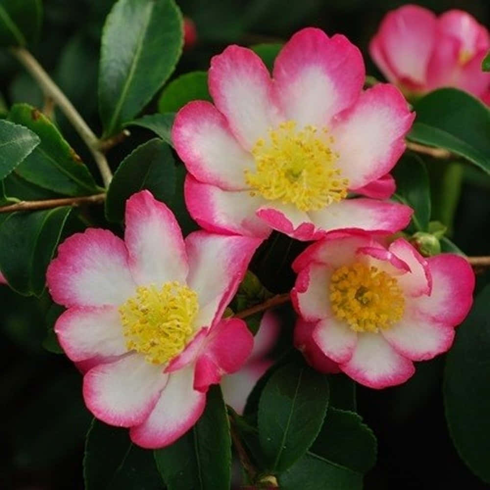 Camellia Sasanqua 桌布 壁紙 — 三朵鮮豔的粉白色山茶花，黃色花心，在柔和的自然光下，襯托著茂盛的綠葉盛開。
