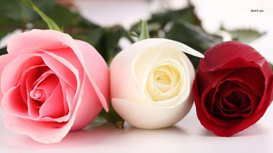 Red And White Roses 桌布 壁紙 — 三朵鮮豔的粉紅、白色和紅色玫瑰在潔淨的白色背景上柔和綻放，襯以茂盛的綠葉。