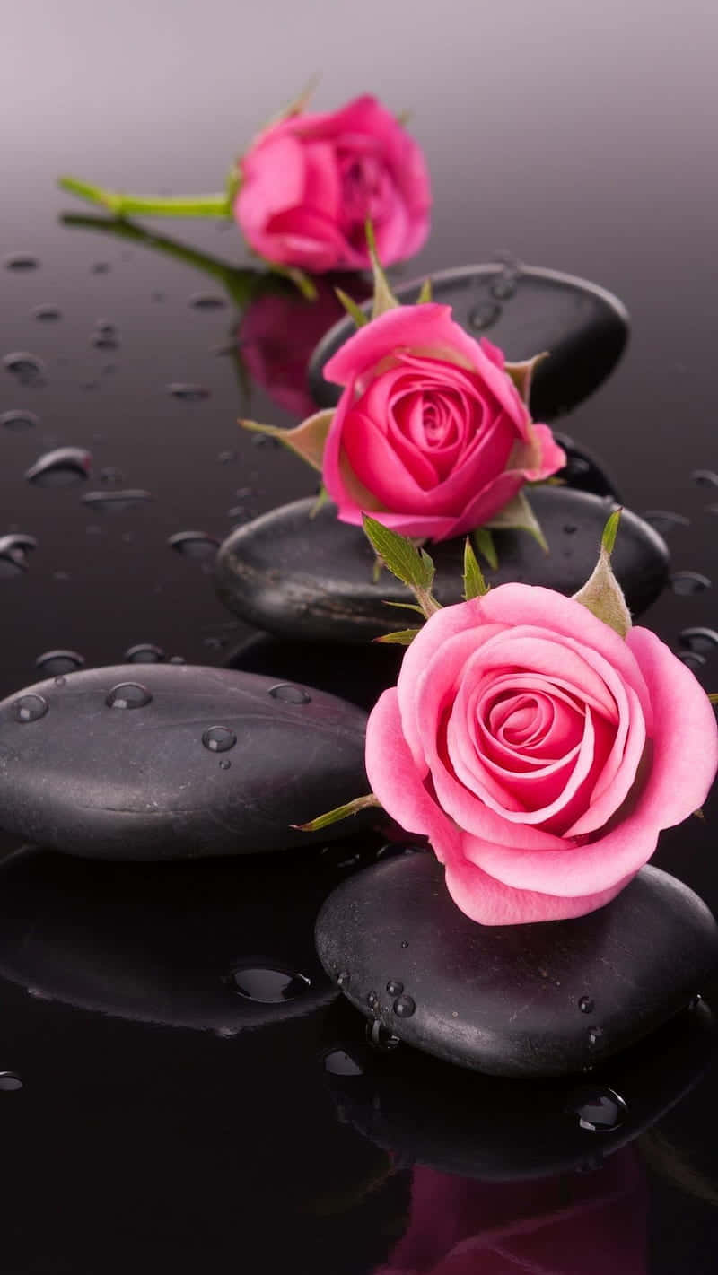 Beautiful Roses 桌布 壁紙 — 三朵鮮豔的粉紅玫瑰優雅地躺在光滑的黑色石頭上，石頭置於潮濕的反光表面，上面有閃閃發光的水滴。