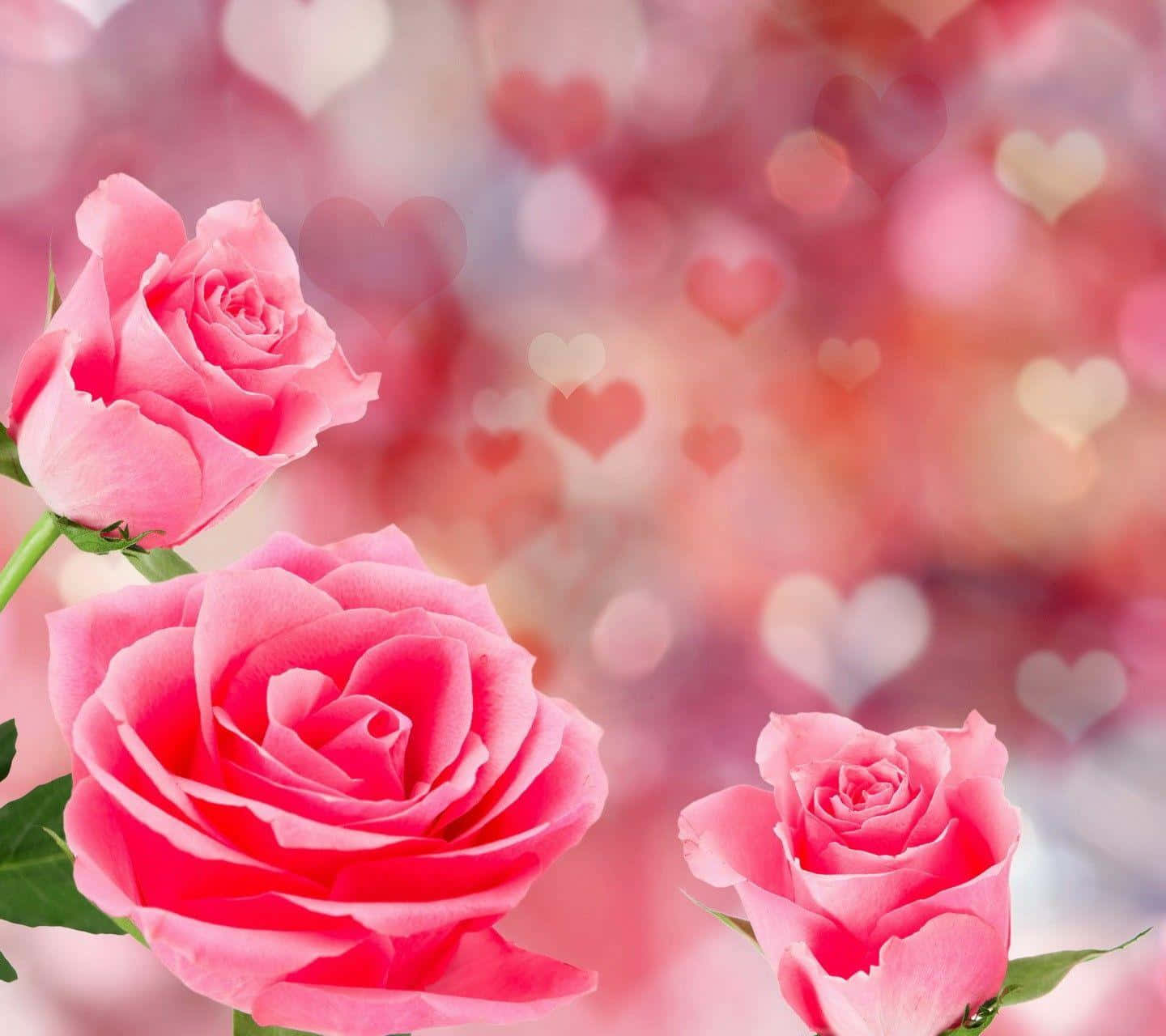 Rose Heart 桌布 壁紙 — 三朵鮮豔的粉紅玫瑰在溫暖色調的柔和心形散景燈光夢幻背景下盛開。