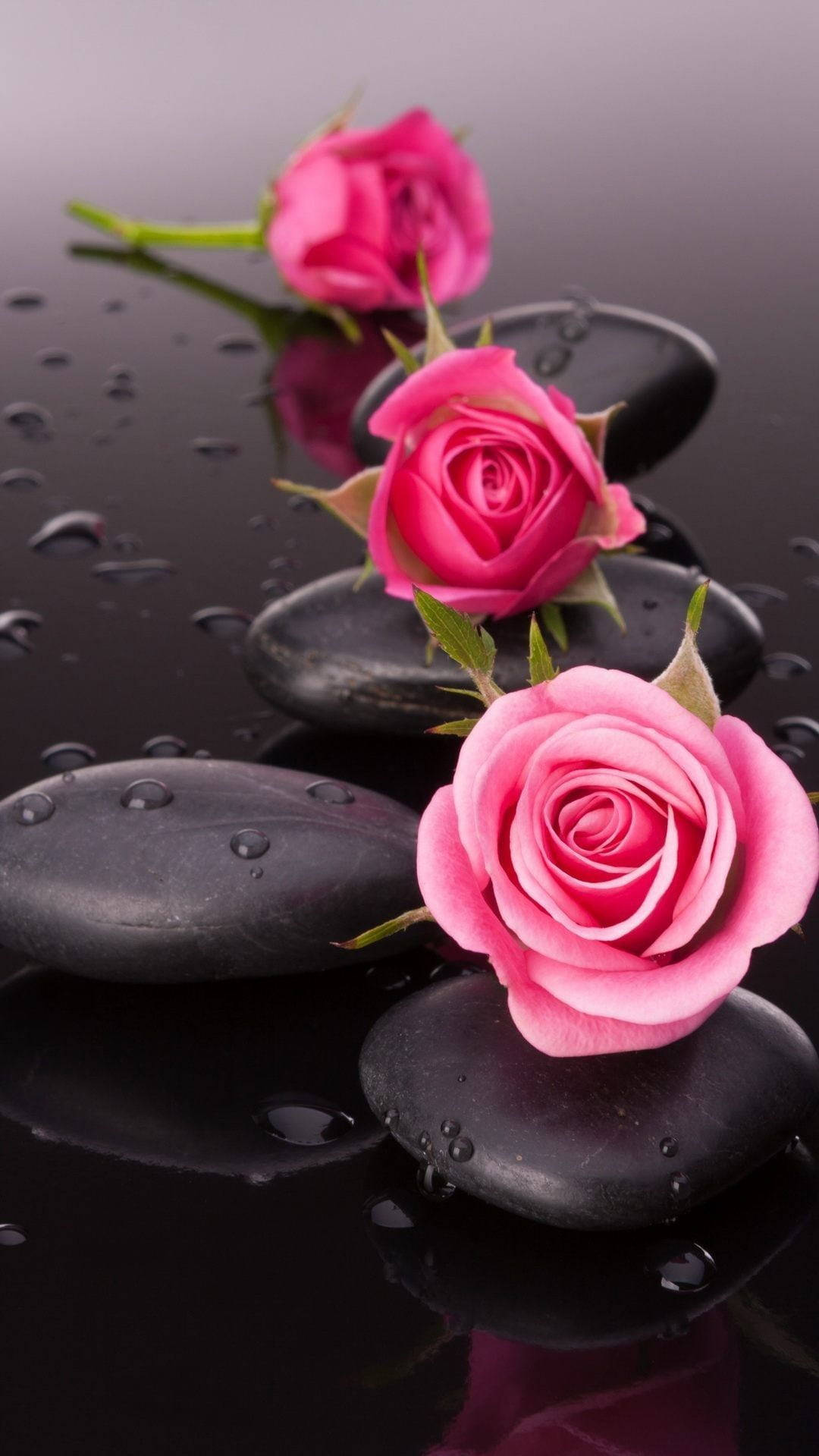 Roses 桌布 壁紙 — 三朵鮮豔的粉紅玫瑰精緻地放在帶有水珠的光滑黑色石頭上，背景是深色反光表面。